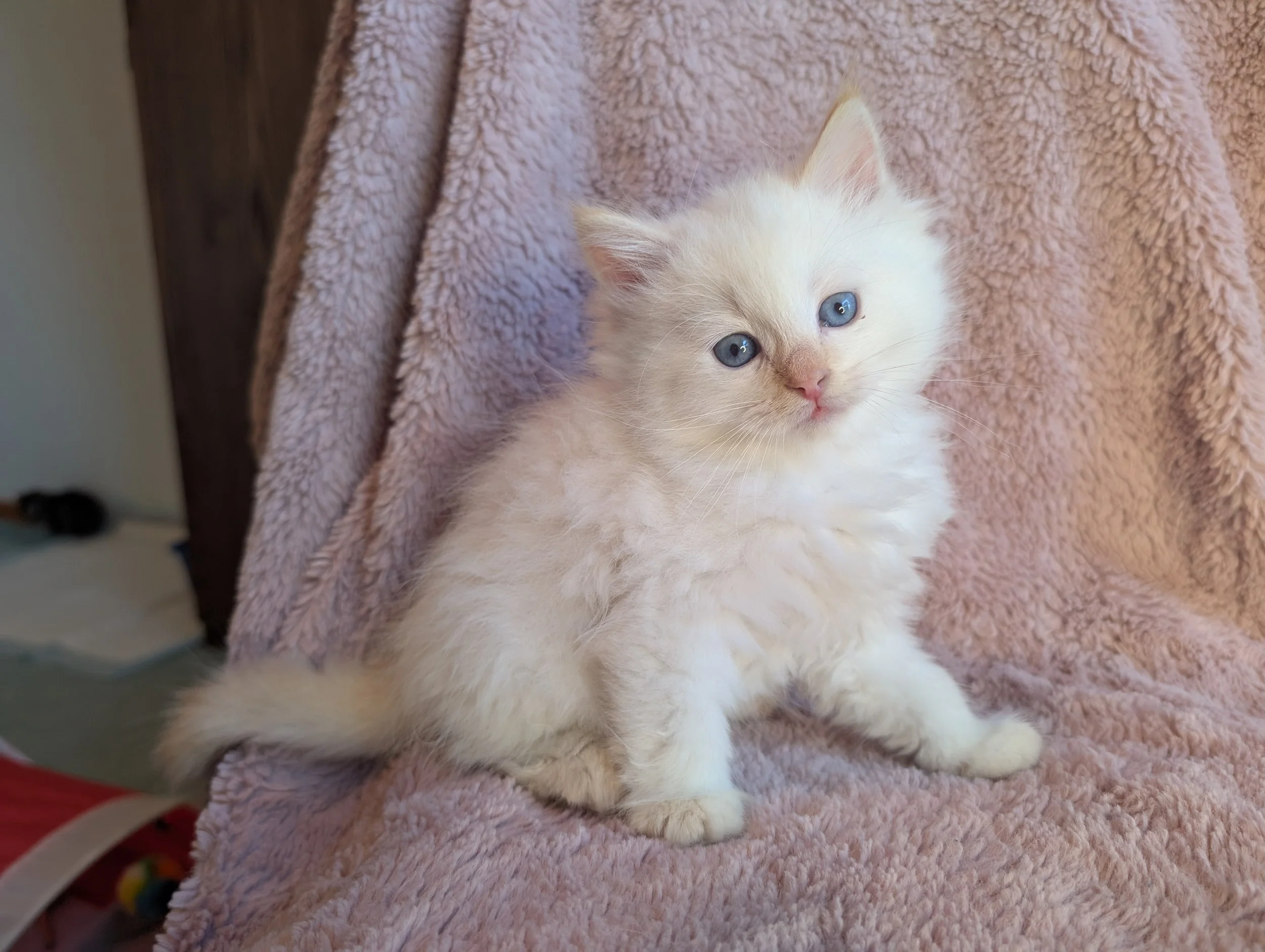 Cedar - cream point boy