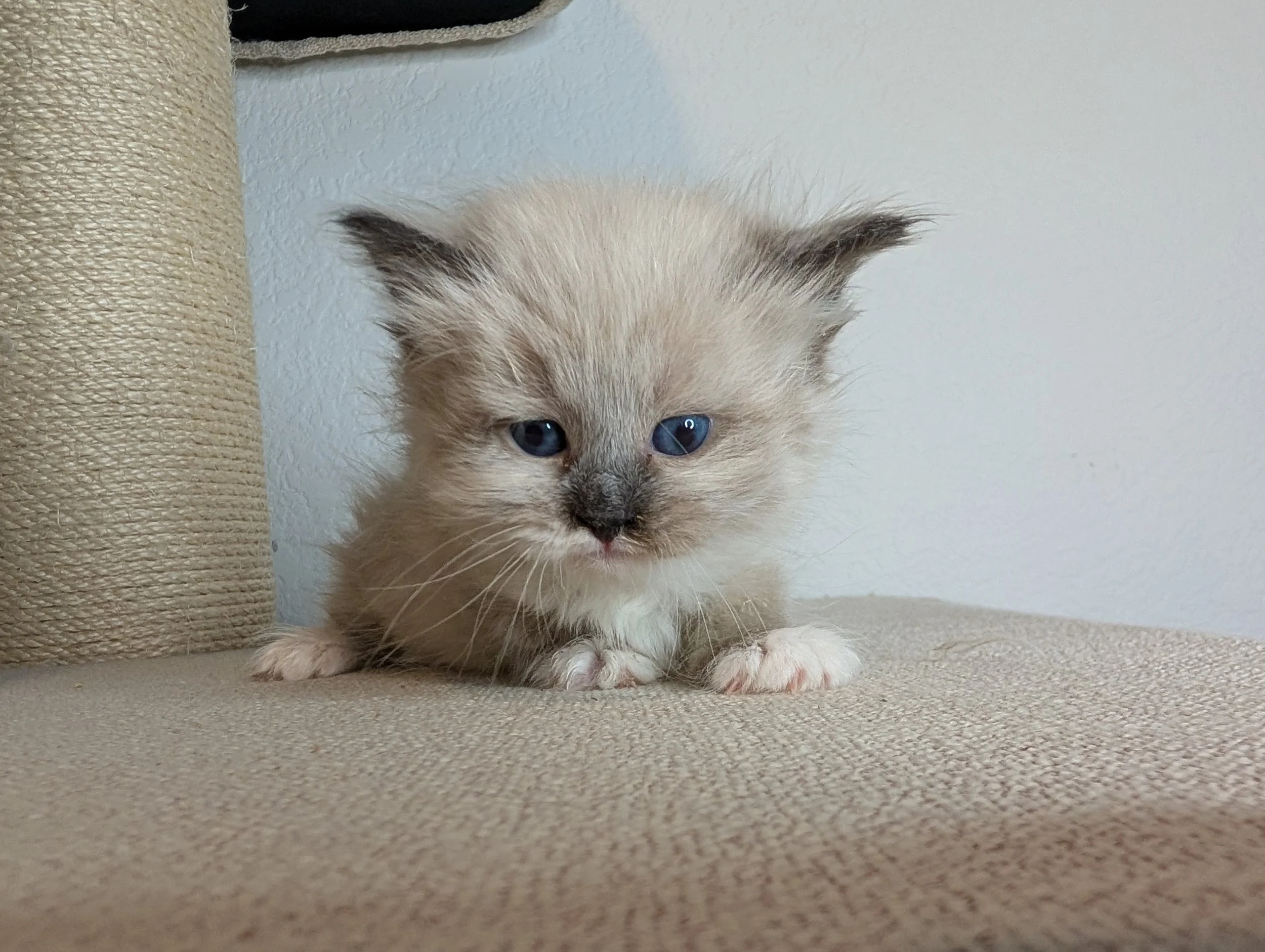 Reserved: Iris - seal point girl with white
