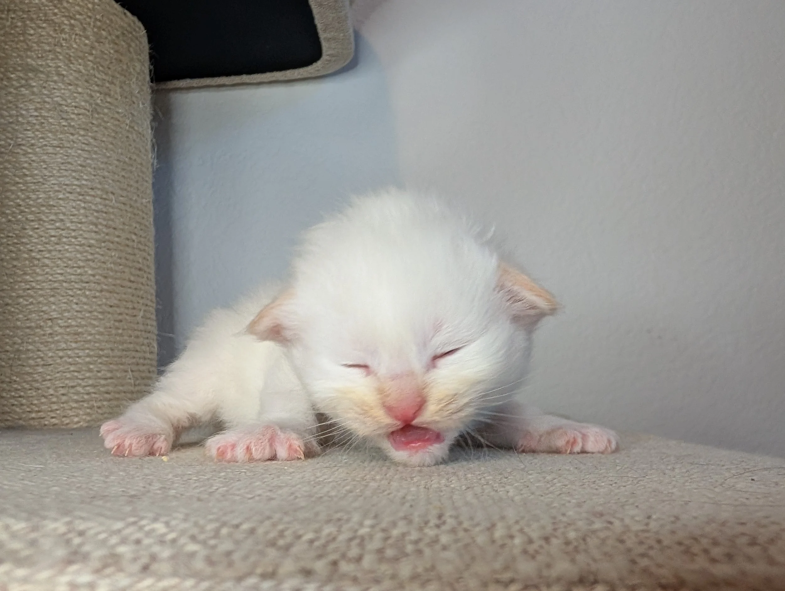 Sputnik - cream point boy