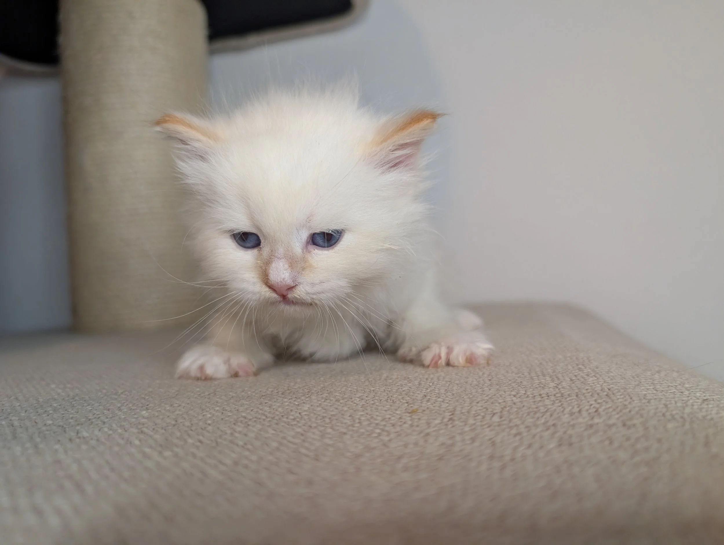 AVAILABLE: Beet - cream point boy