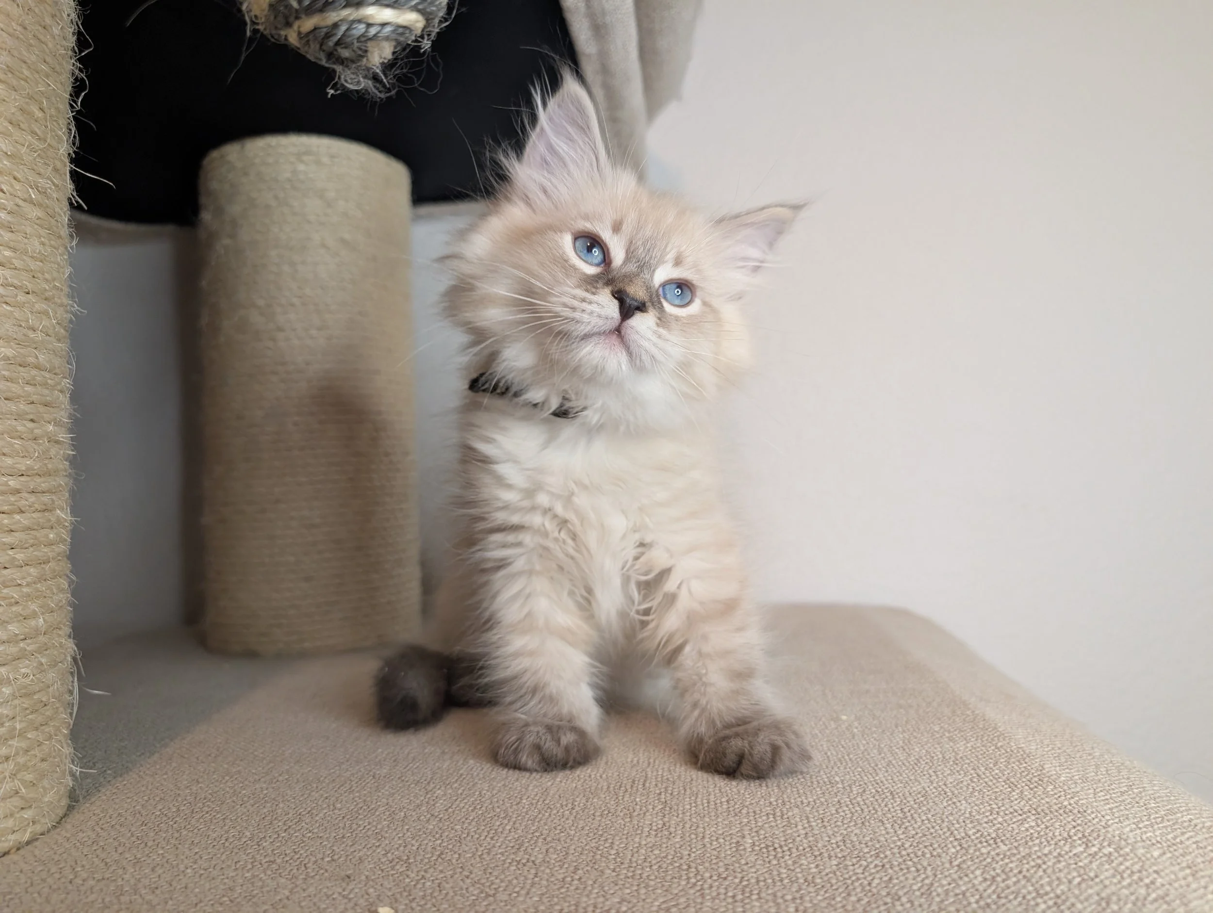 Chive - Blue lynx point boy