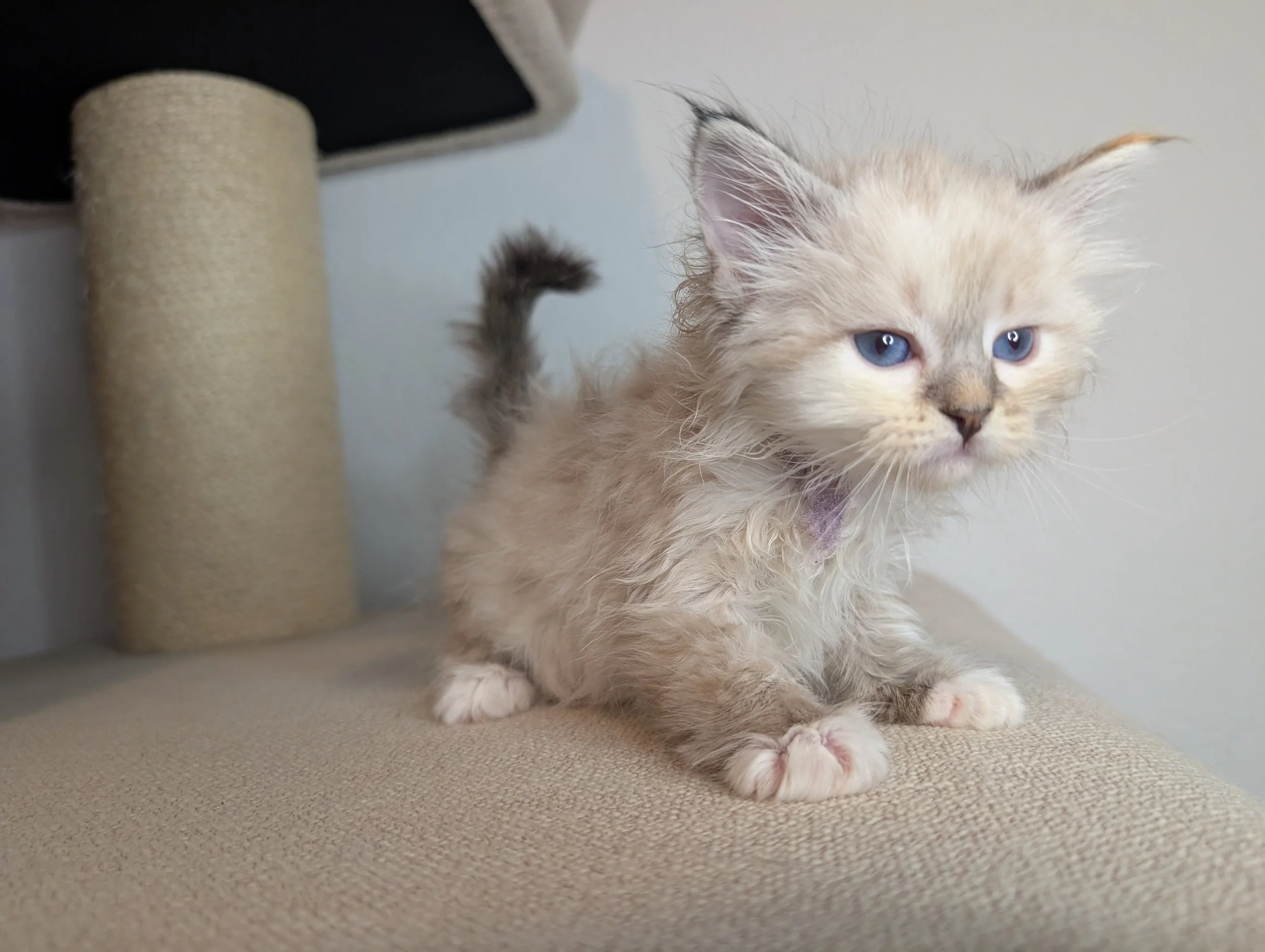 Brie - Torbie lynx point girl (just had a bath)