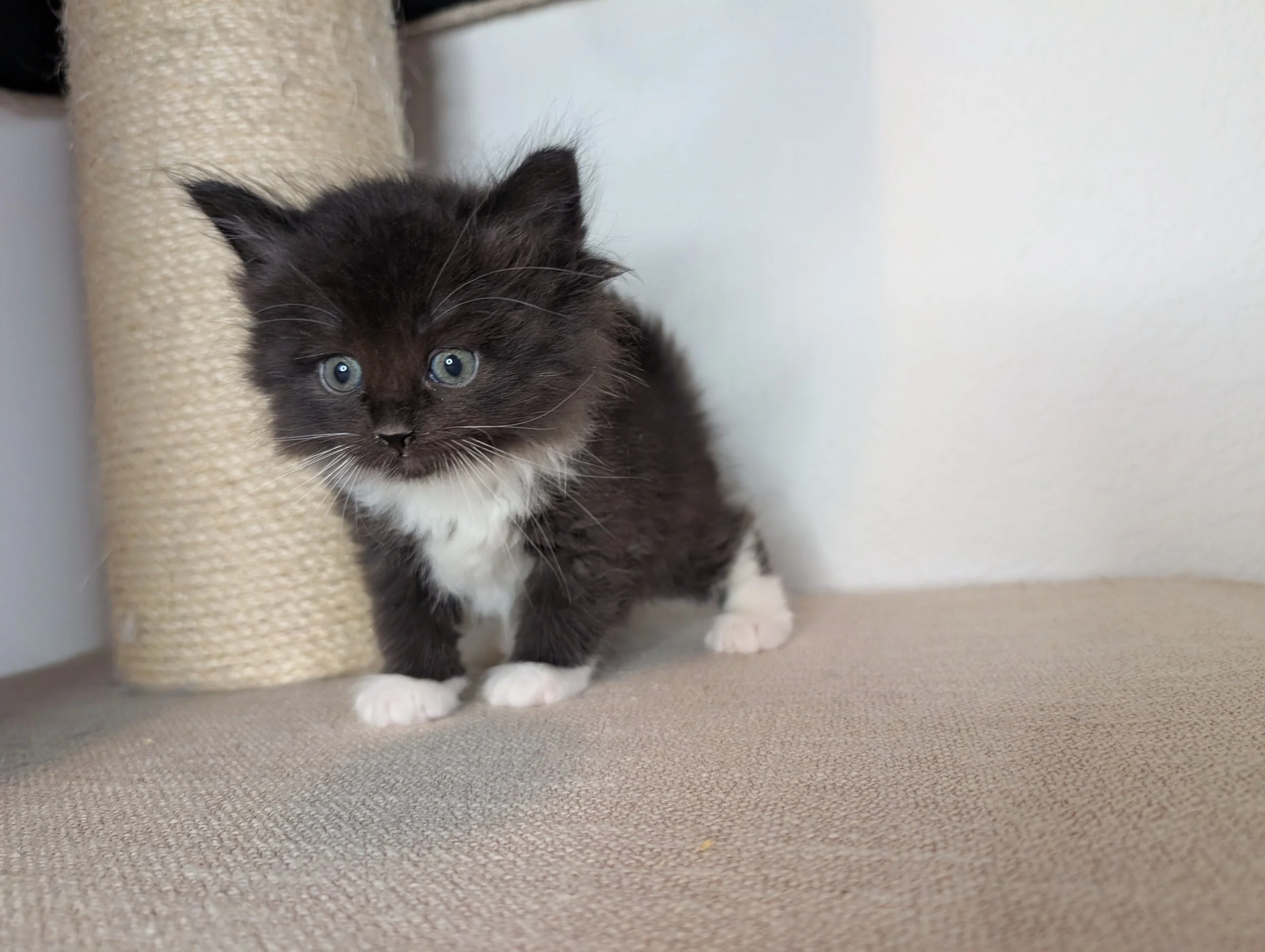 Kabocha - tuxedo boy