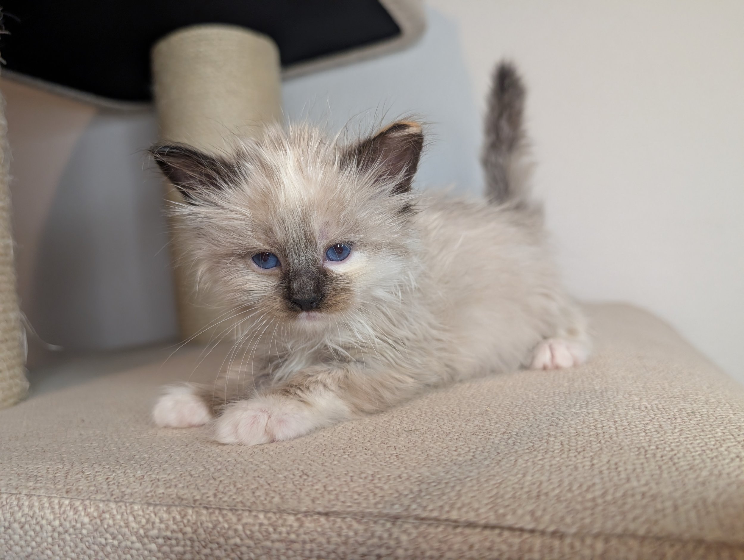 Feta - Torbie seal point girl (just had a bath)