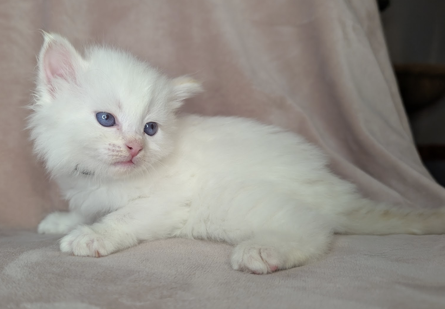 Ginkgo - Cream Point Boy (black collar)