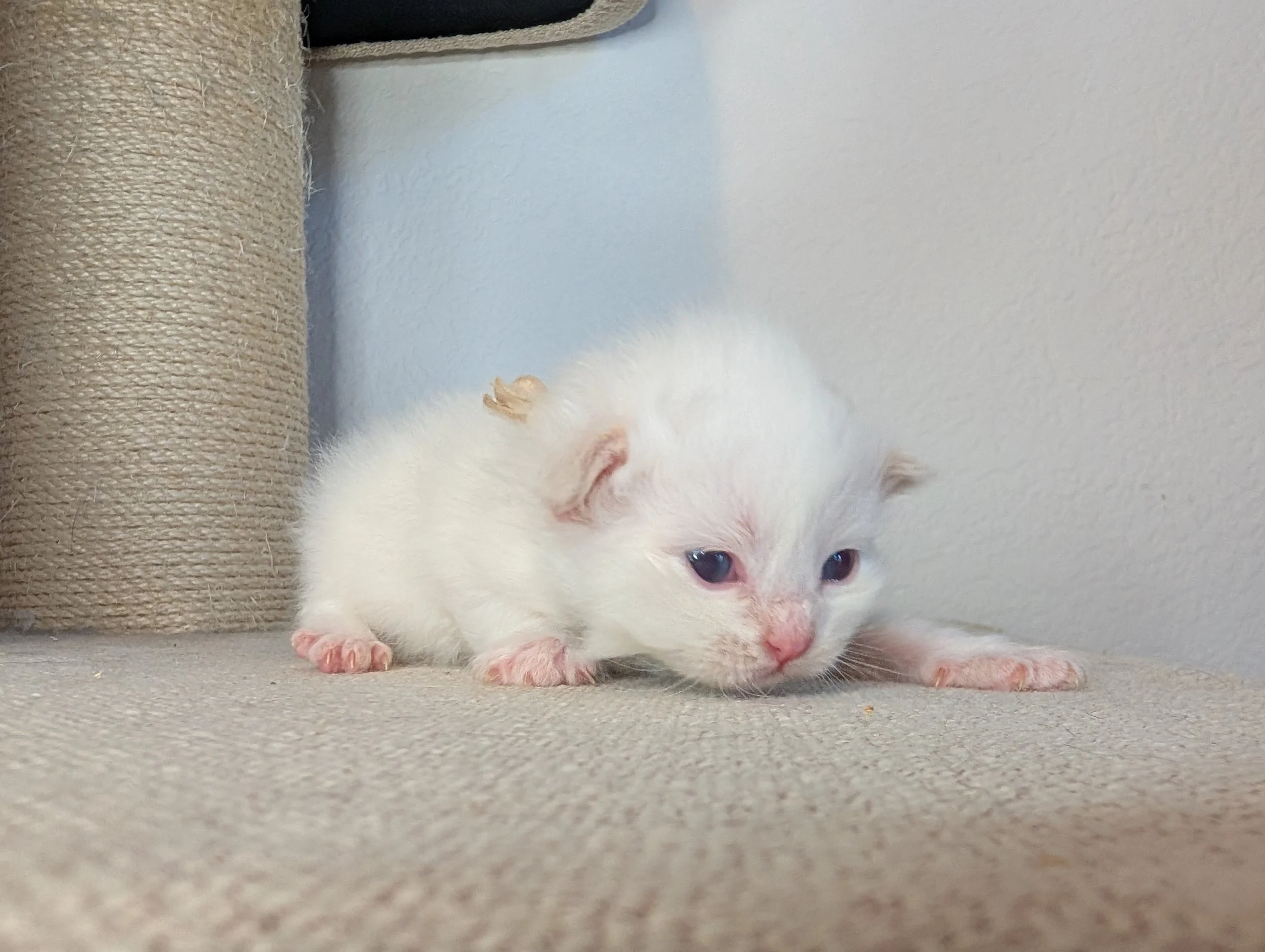 Quasur -  - cream point boy