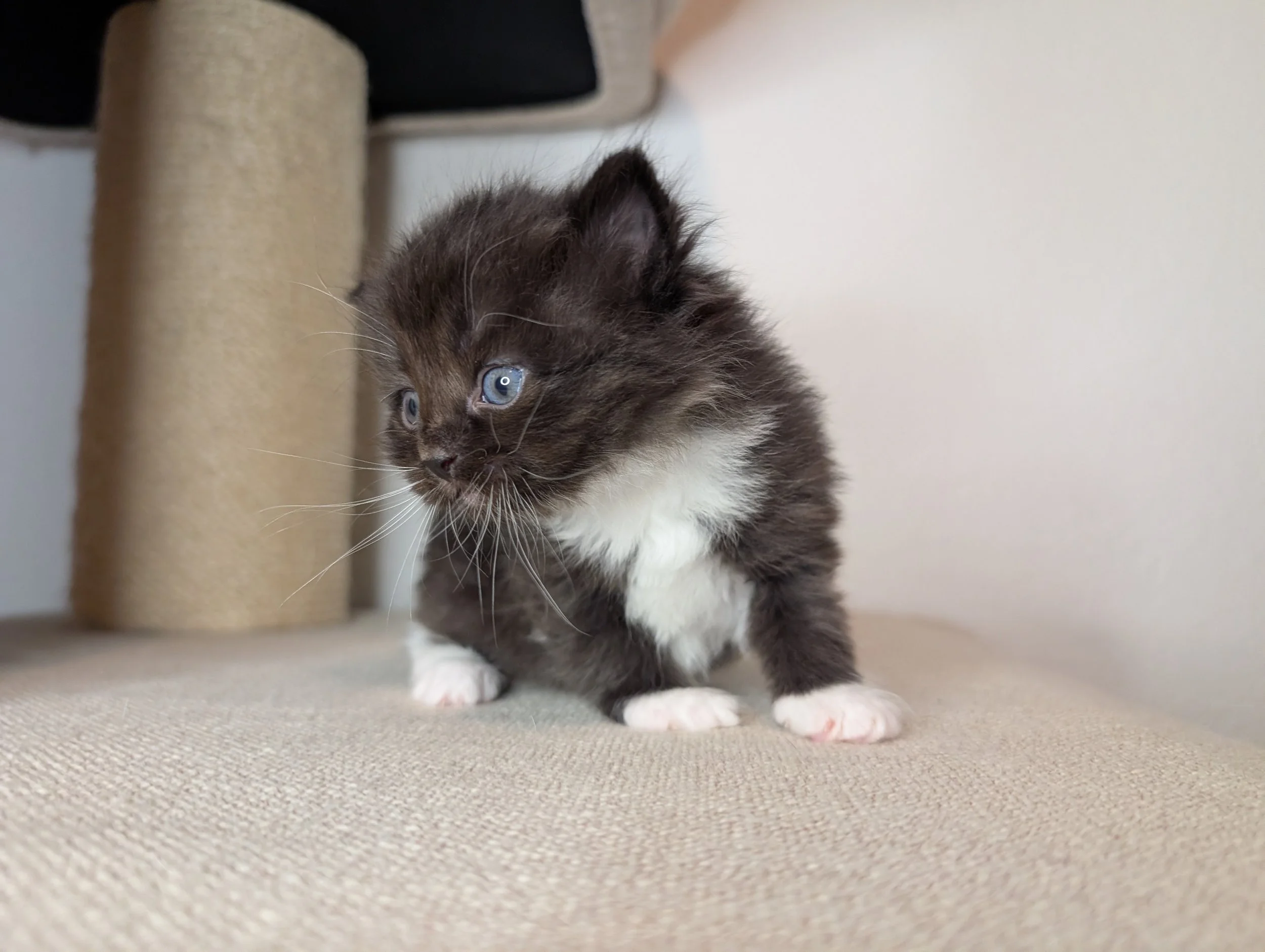 Kabocha - tuxedo boy