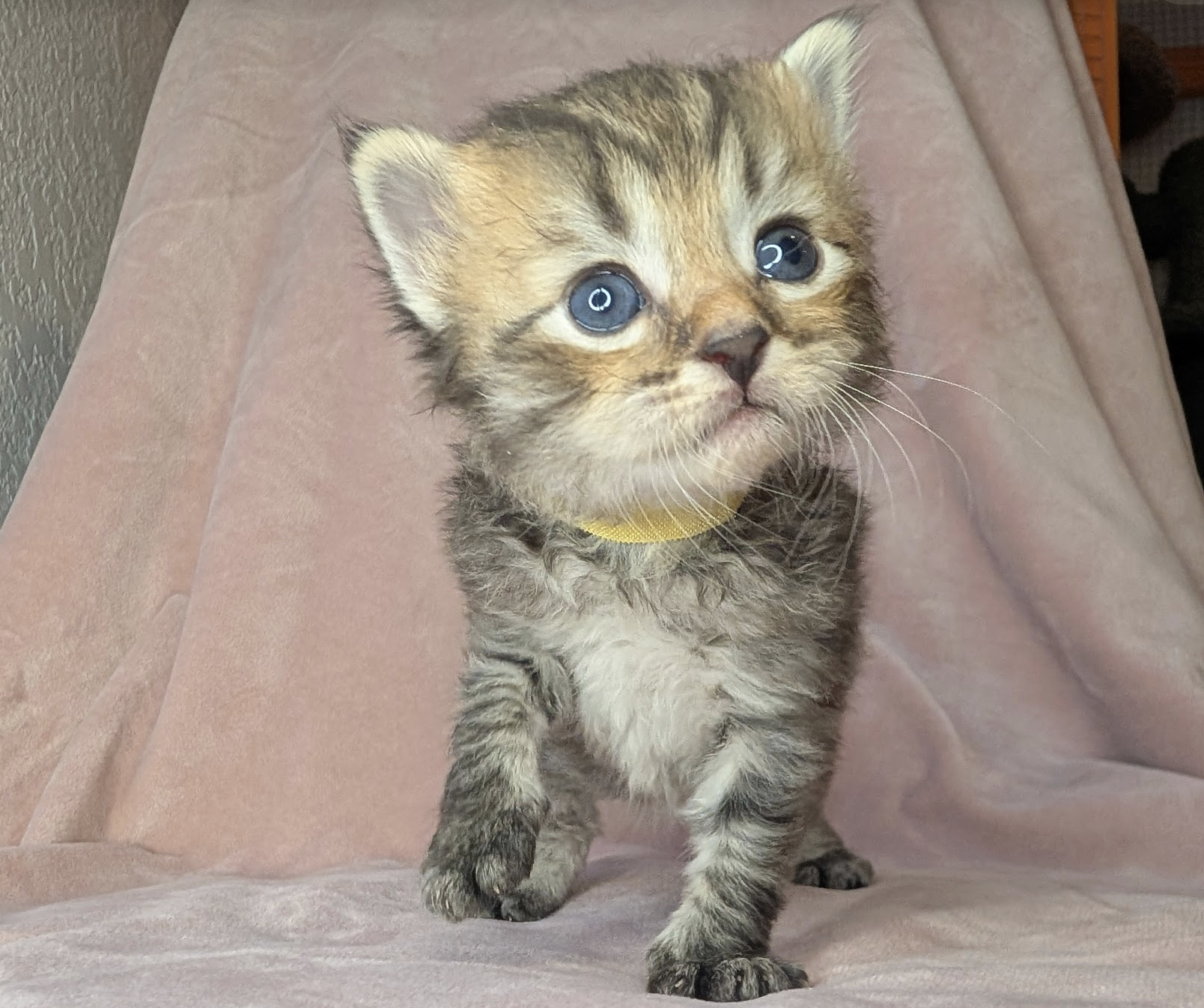 Larch - Brown Mackerel Tabby Boy (yellow collar)