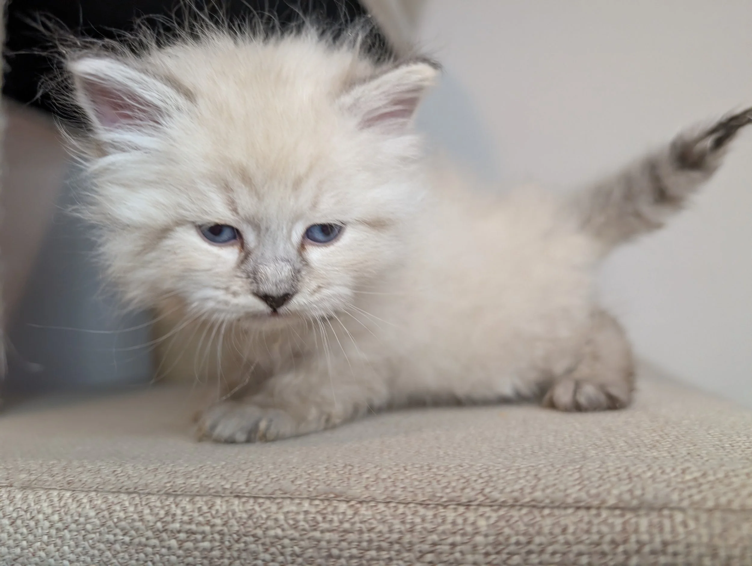 Reserved: Dill - lynx point boy