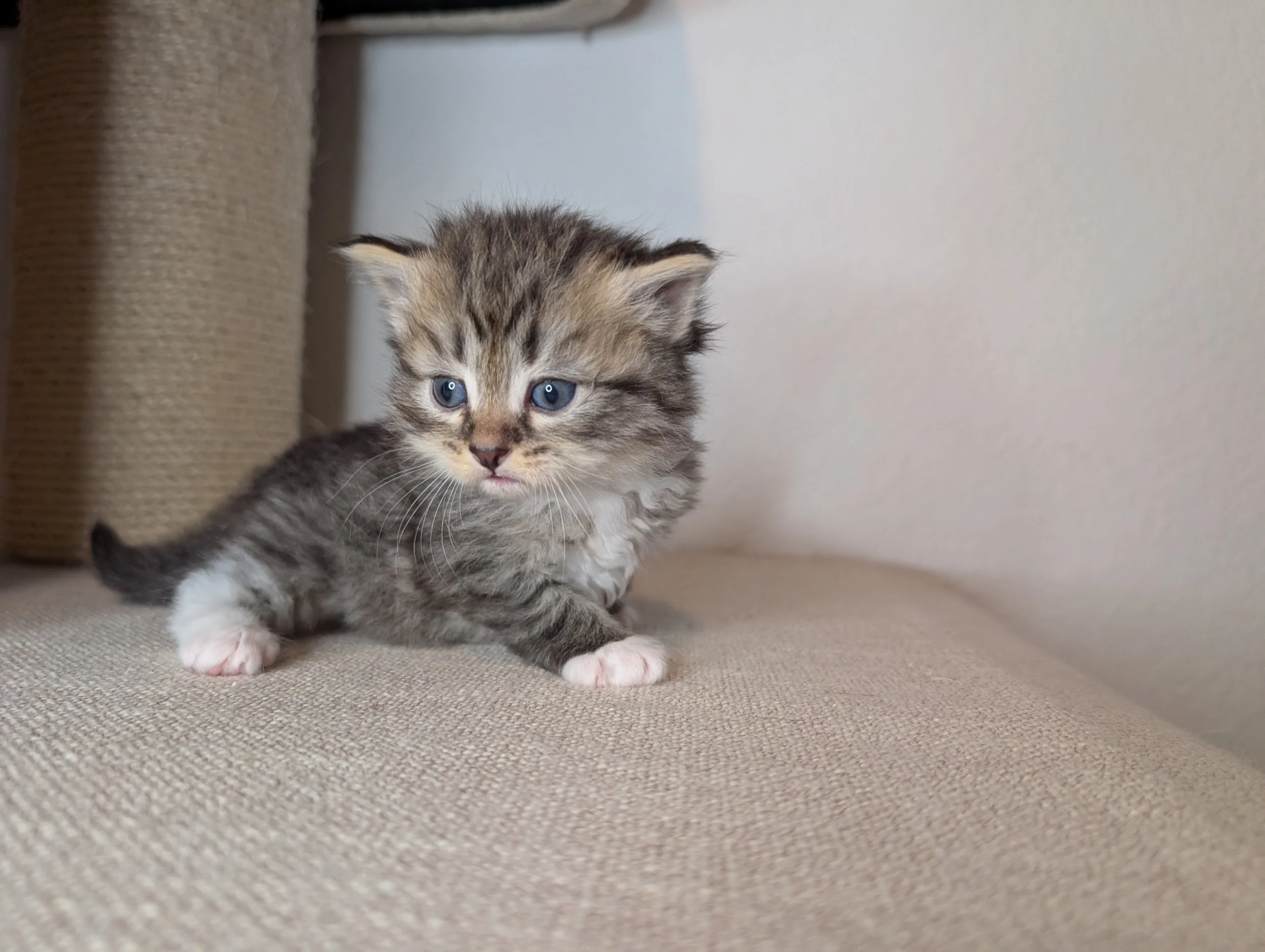 Butternut - brown tabby boy