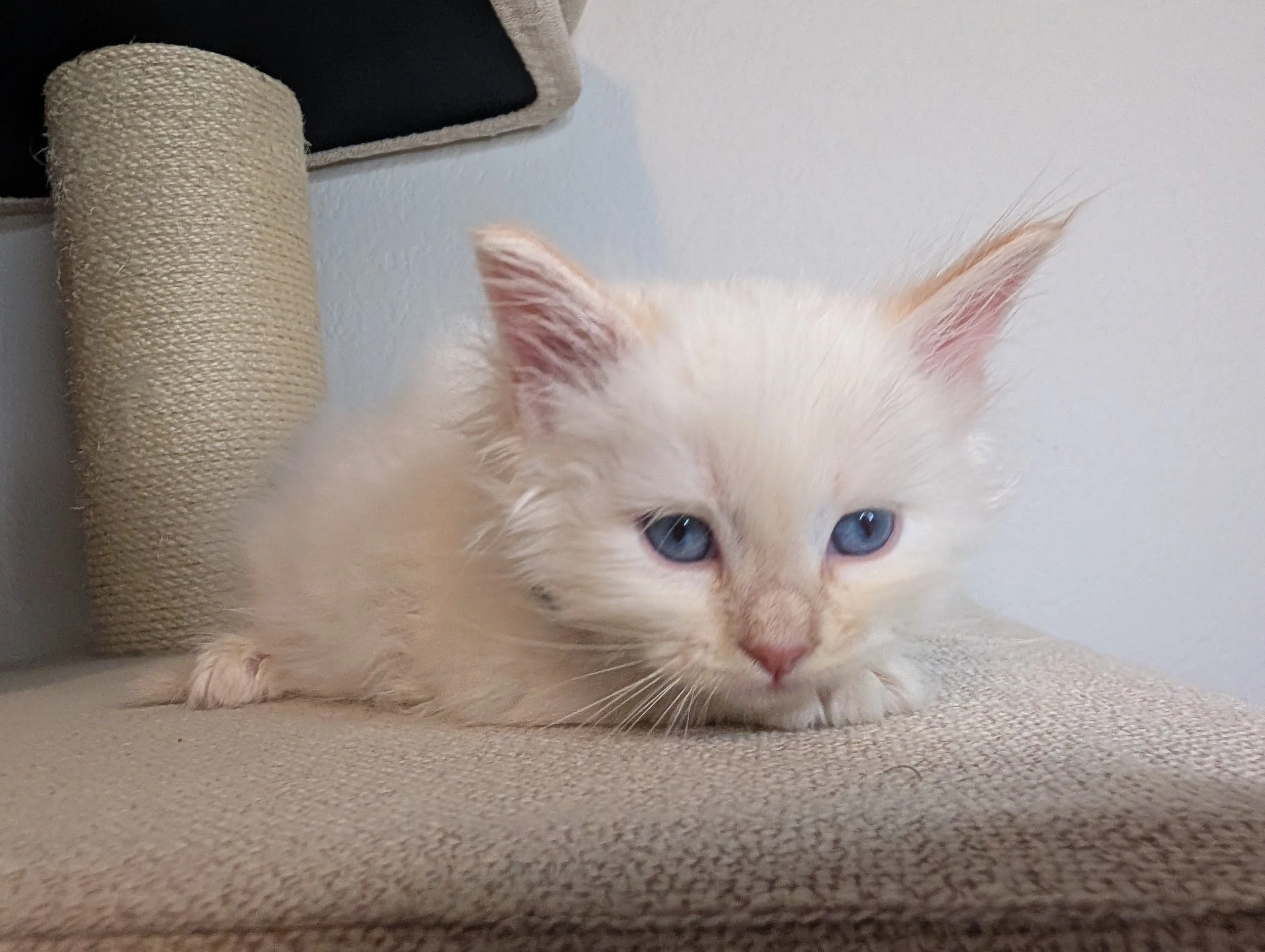 Gouda - Cream point boy (just had a bath)
