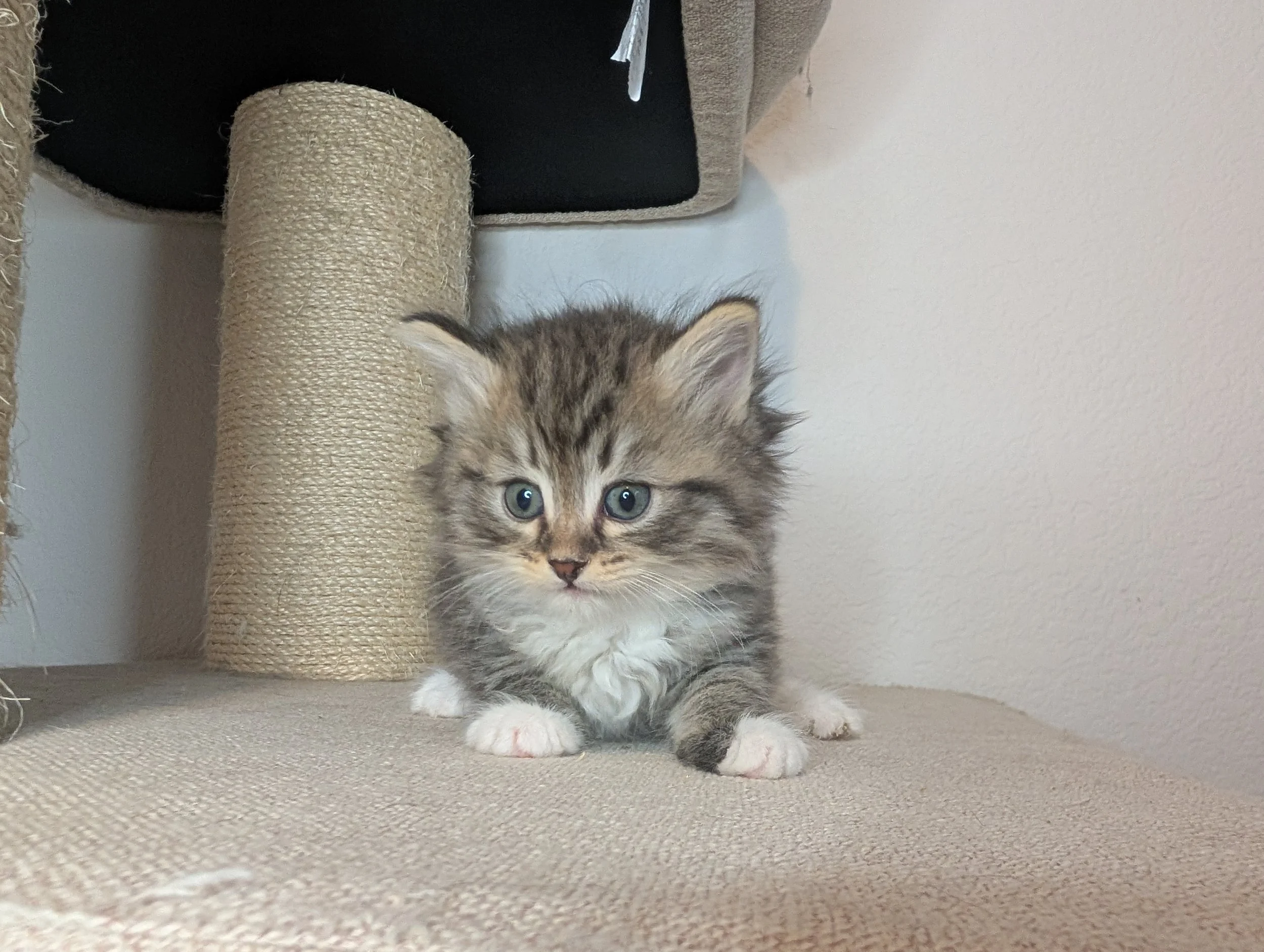 Butternut - brown tabby with white boy