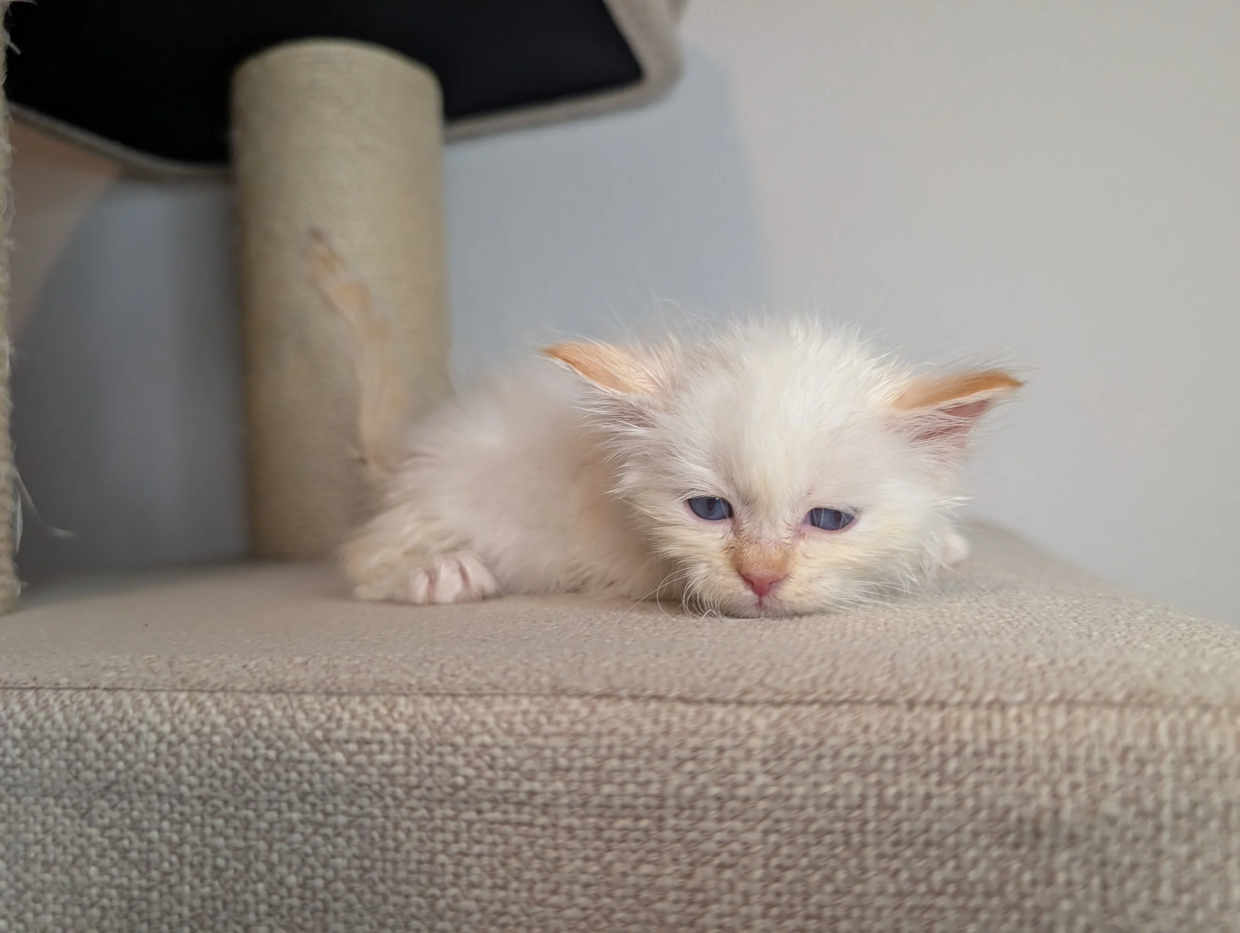 Swiss - Cream point boy (just had a bath)