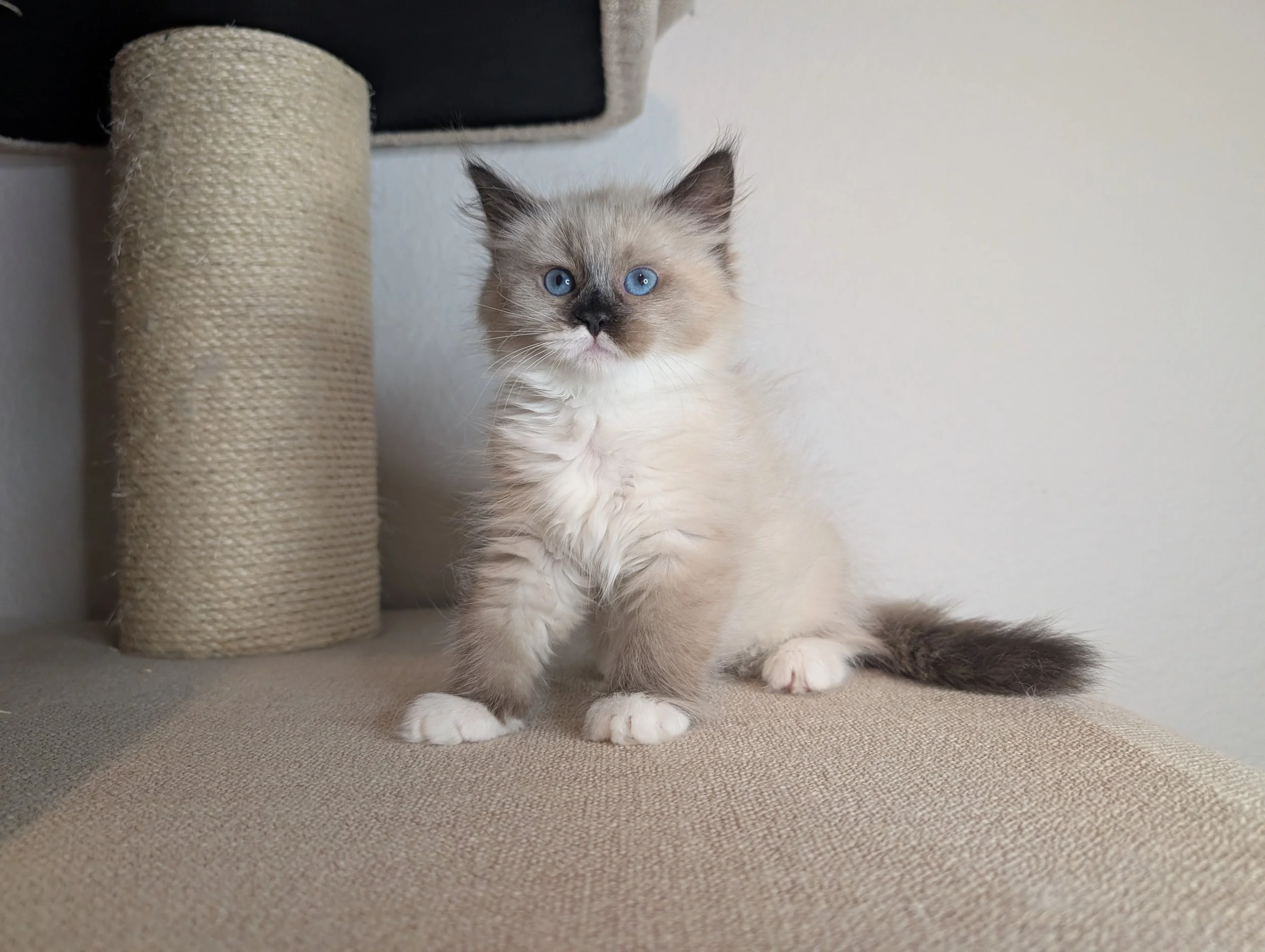 Iris - Seal point girl with white