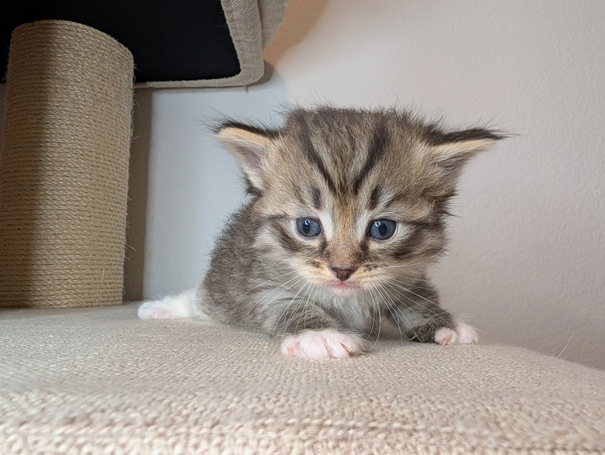 Acorn - brown tabby boy
