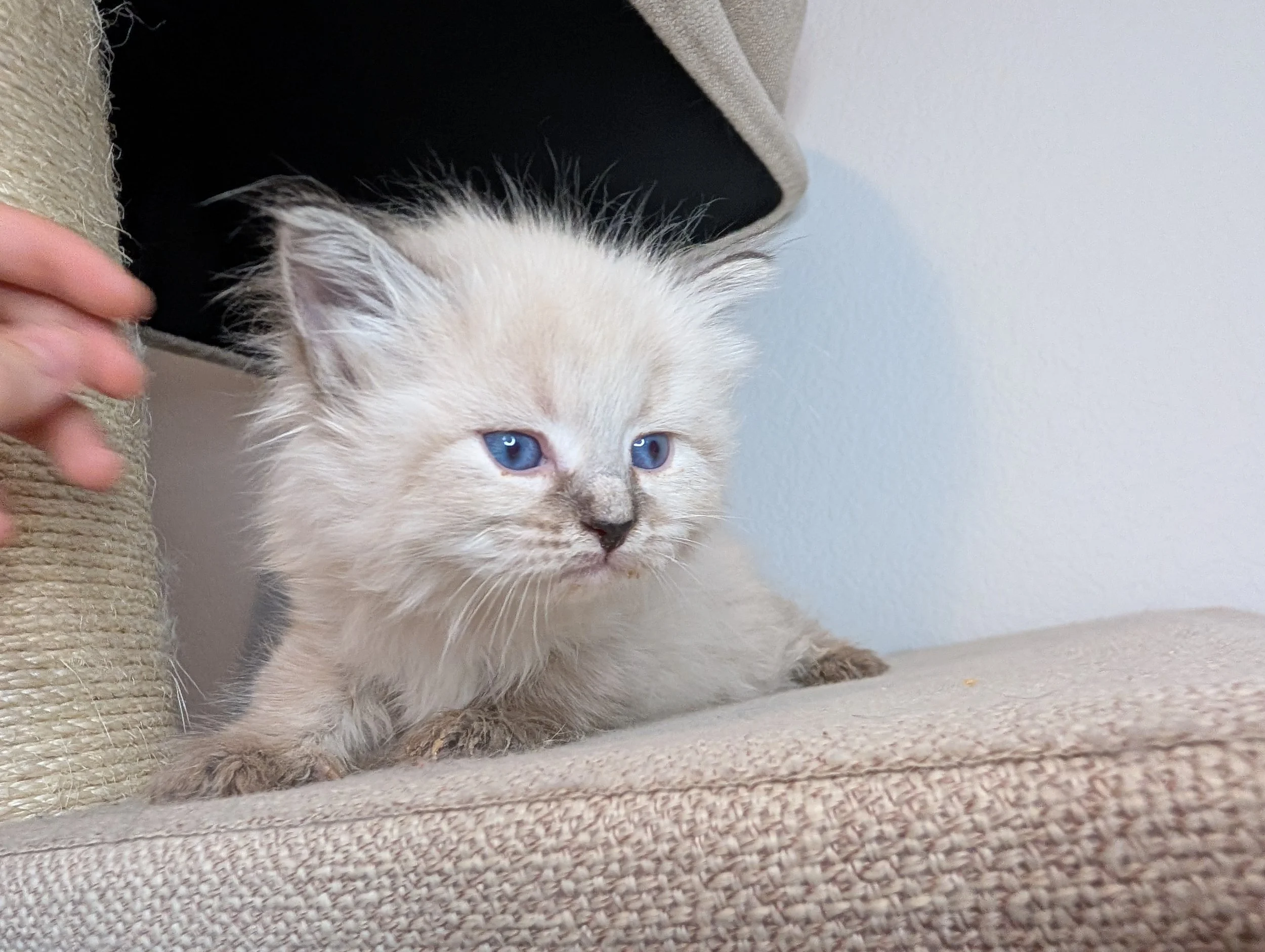 Reserved: Radish - lynx point girl