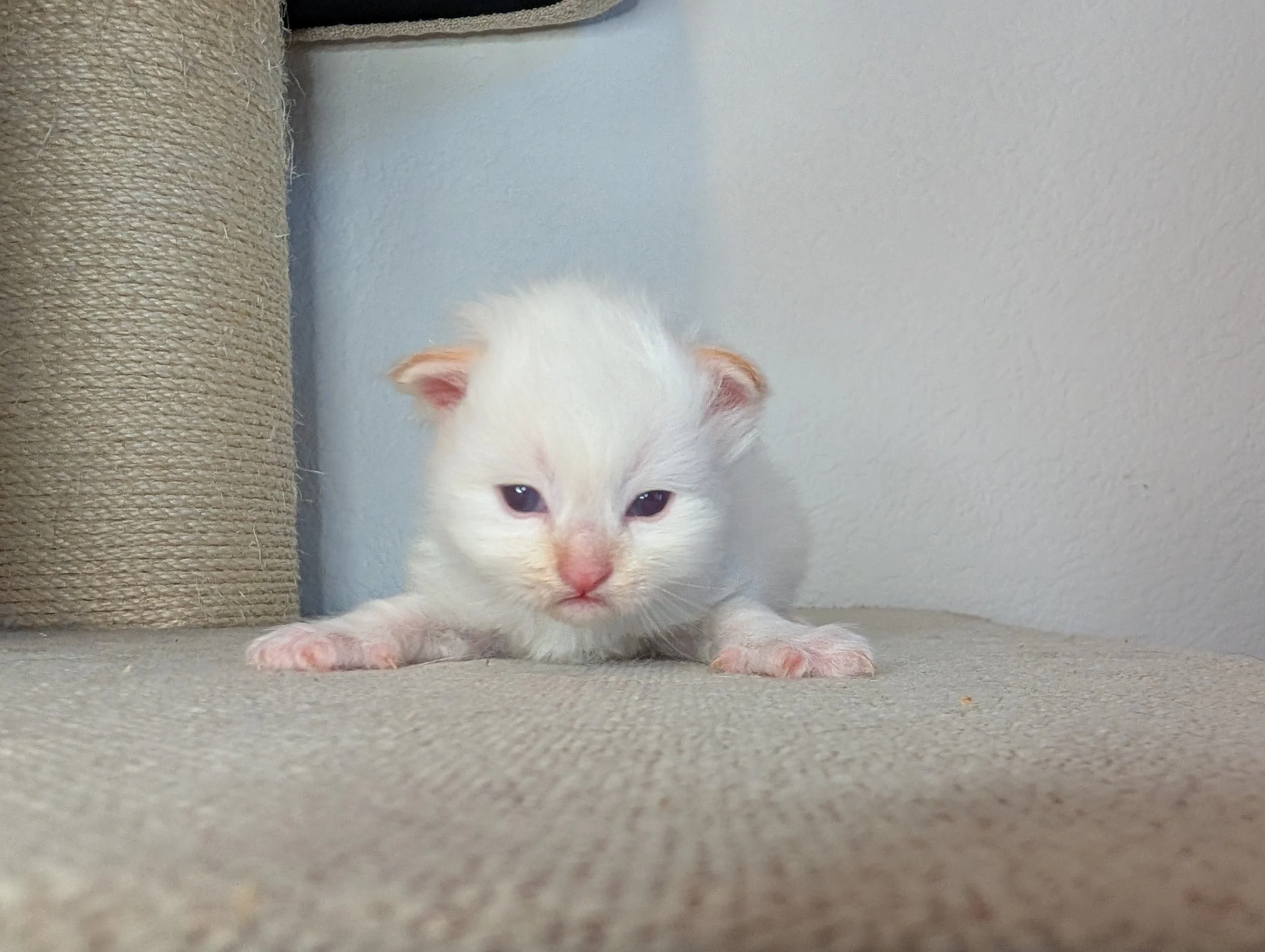 Hubble - cream point boy