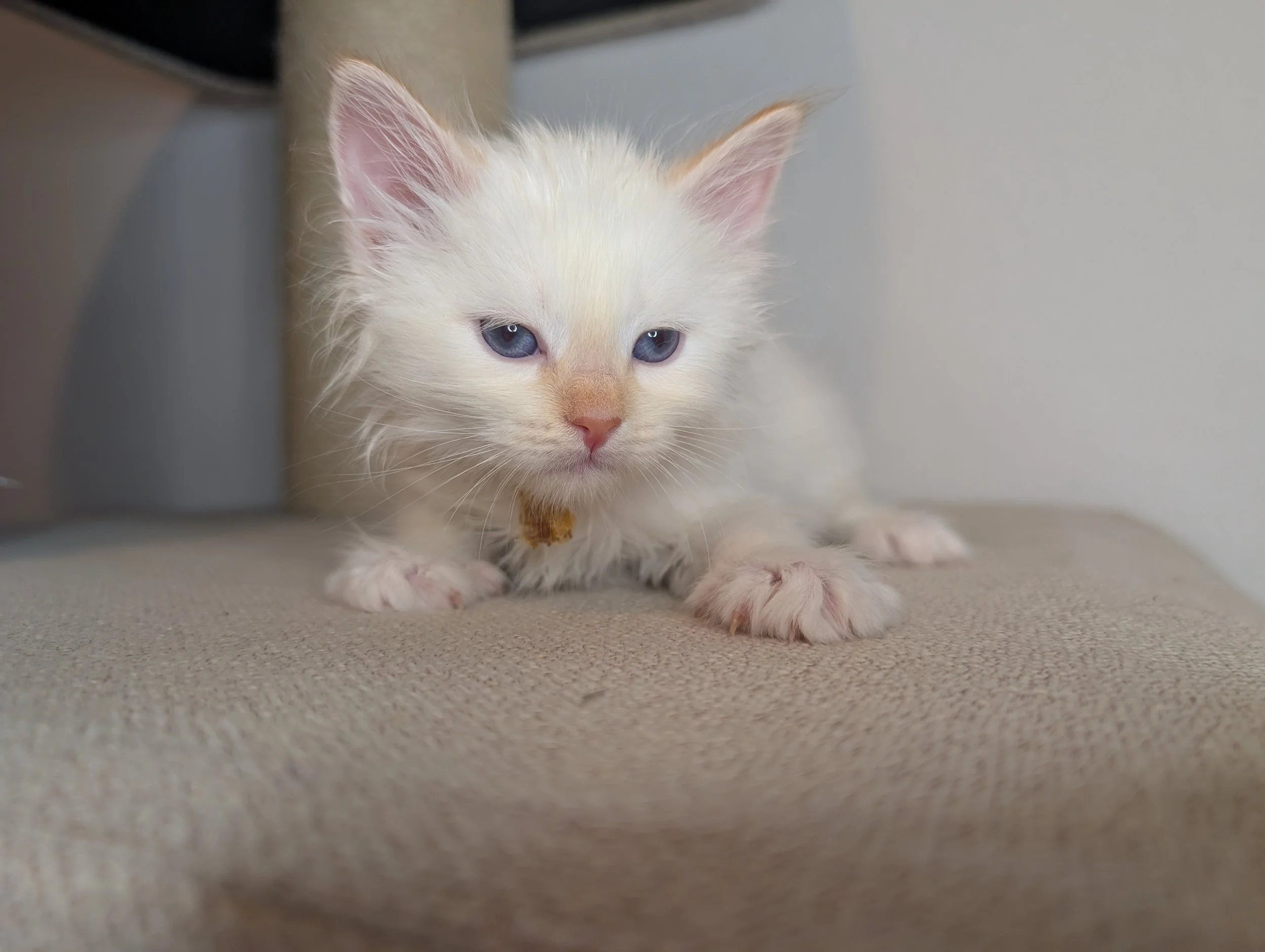 Cheddar - Cream point boy (just had a bath)
