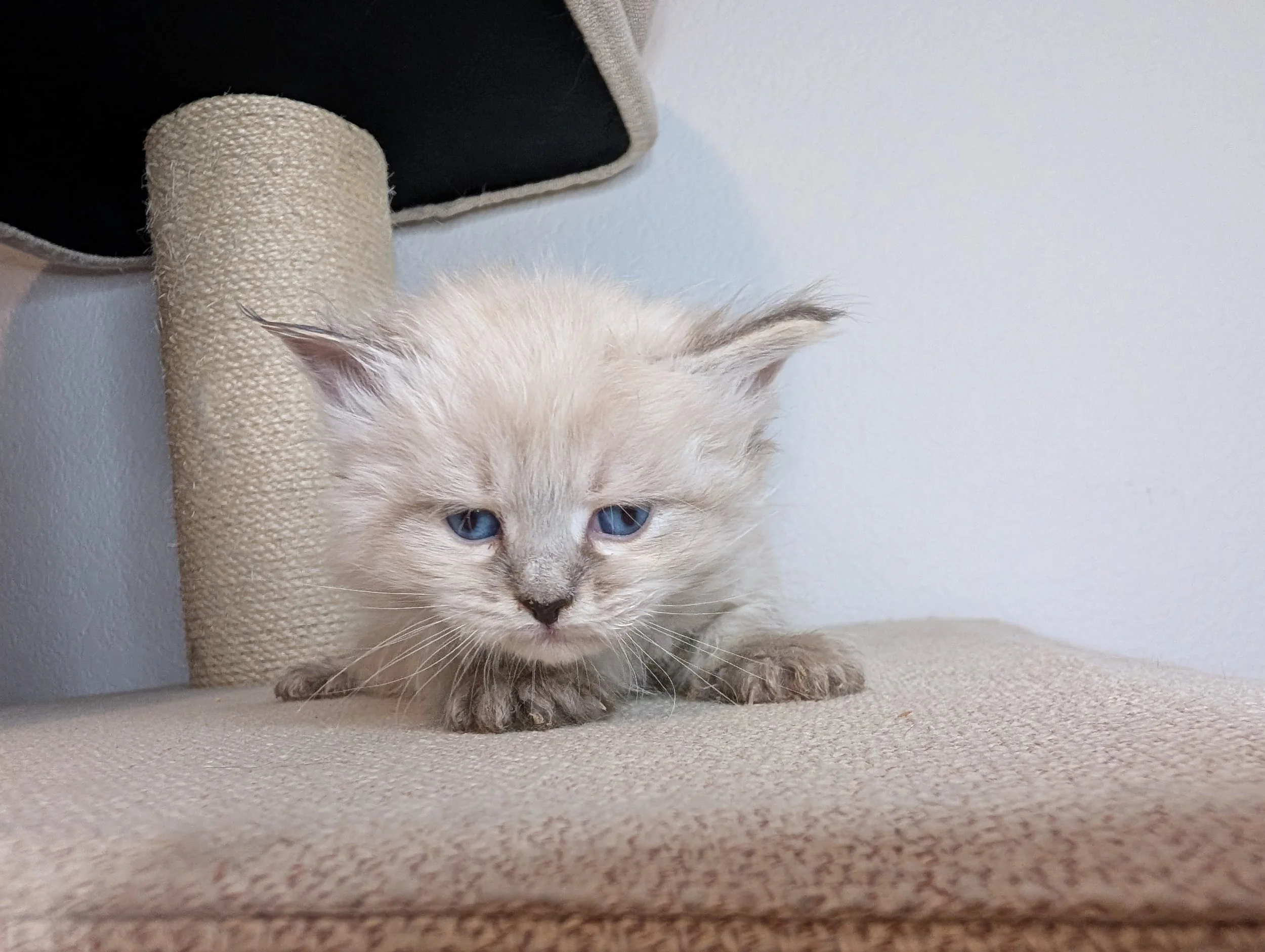 Reserved: Chive - lynx point male