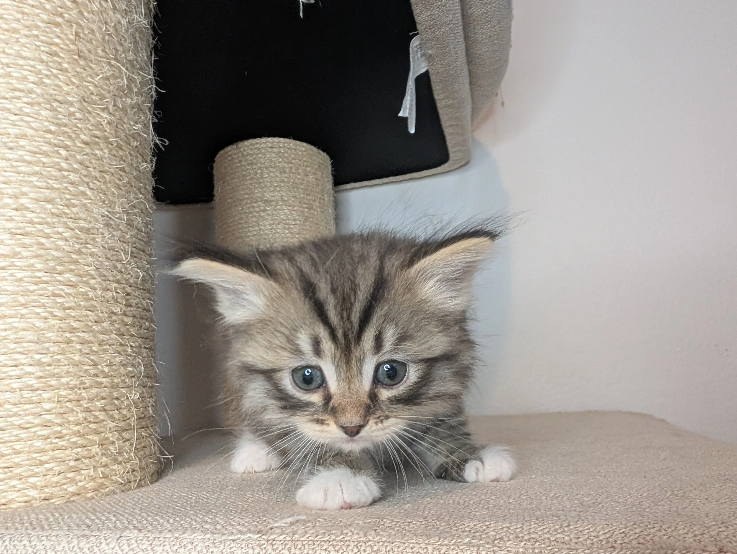 Acorn (Ace) - brown tabby with white boy