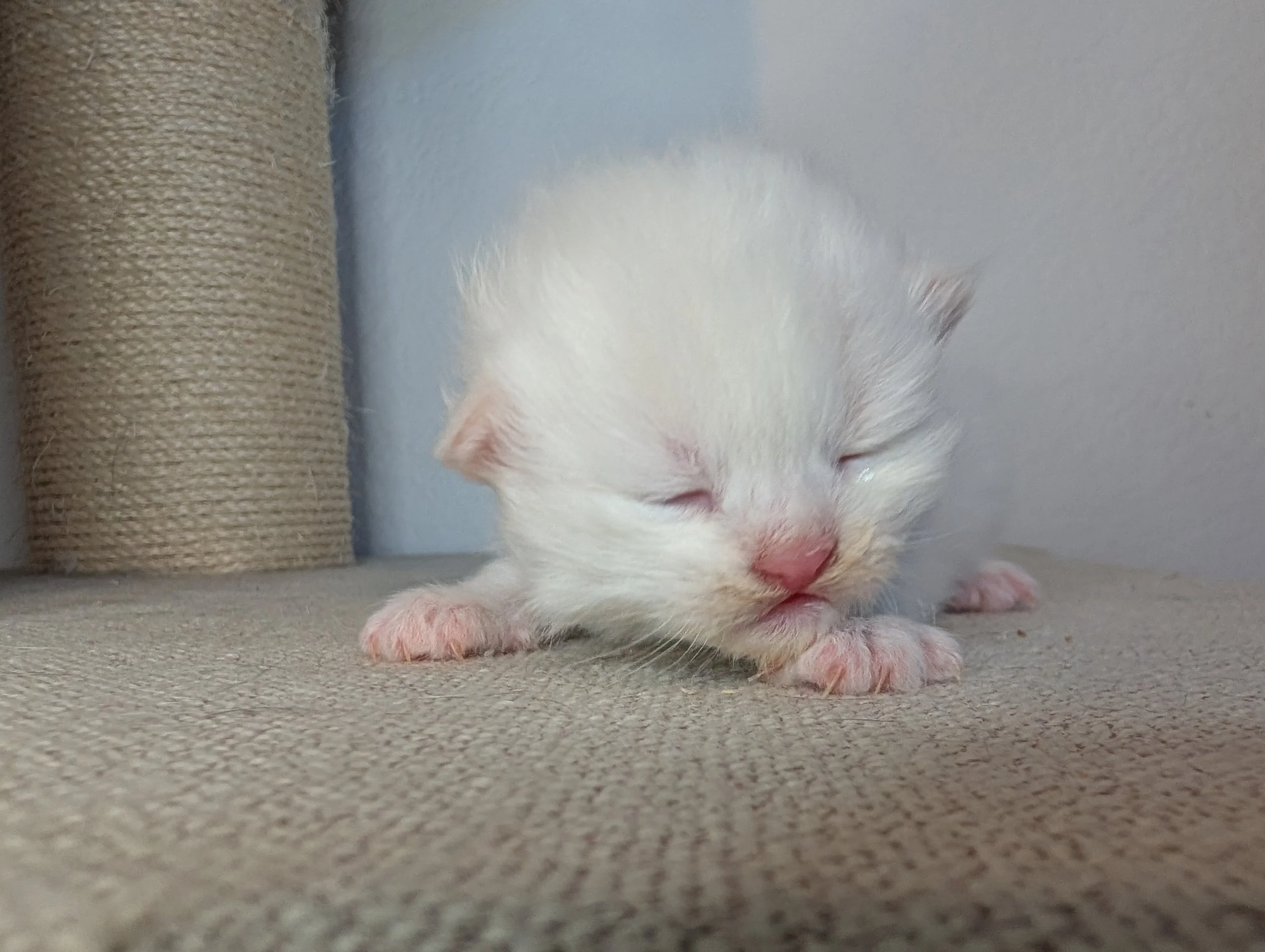 Chai - cream point boy