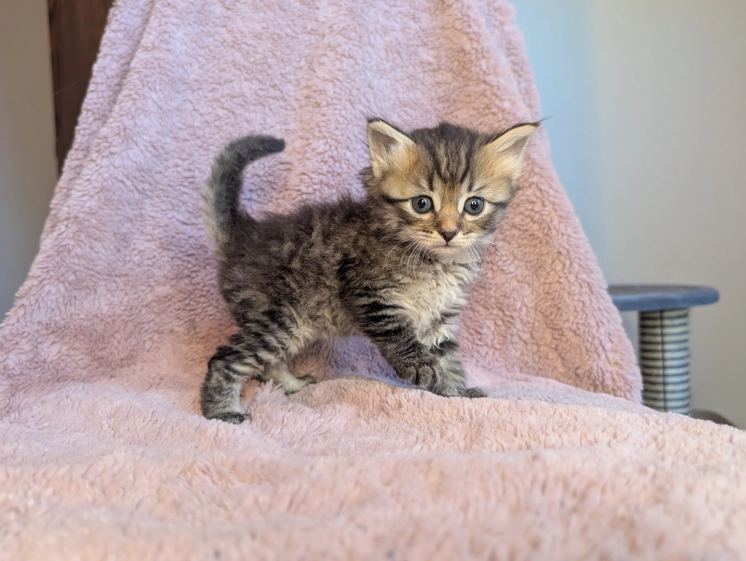 Larch - brown mackerel tabby boy