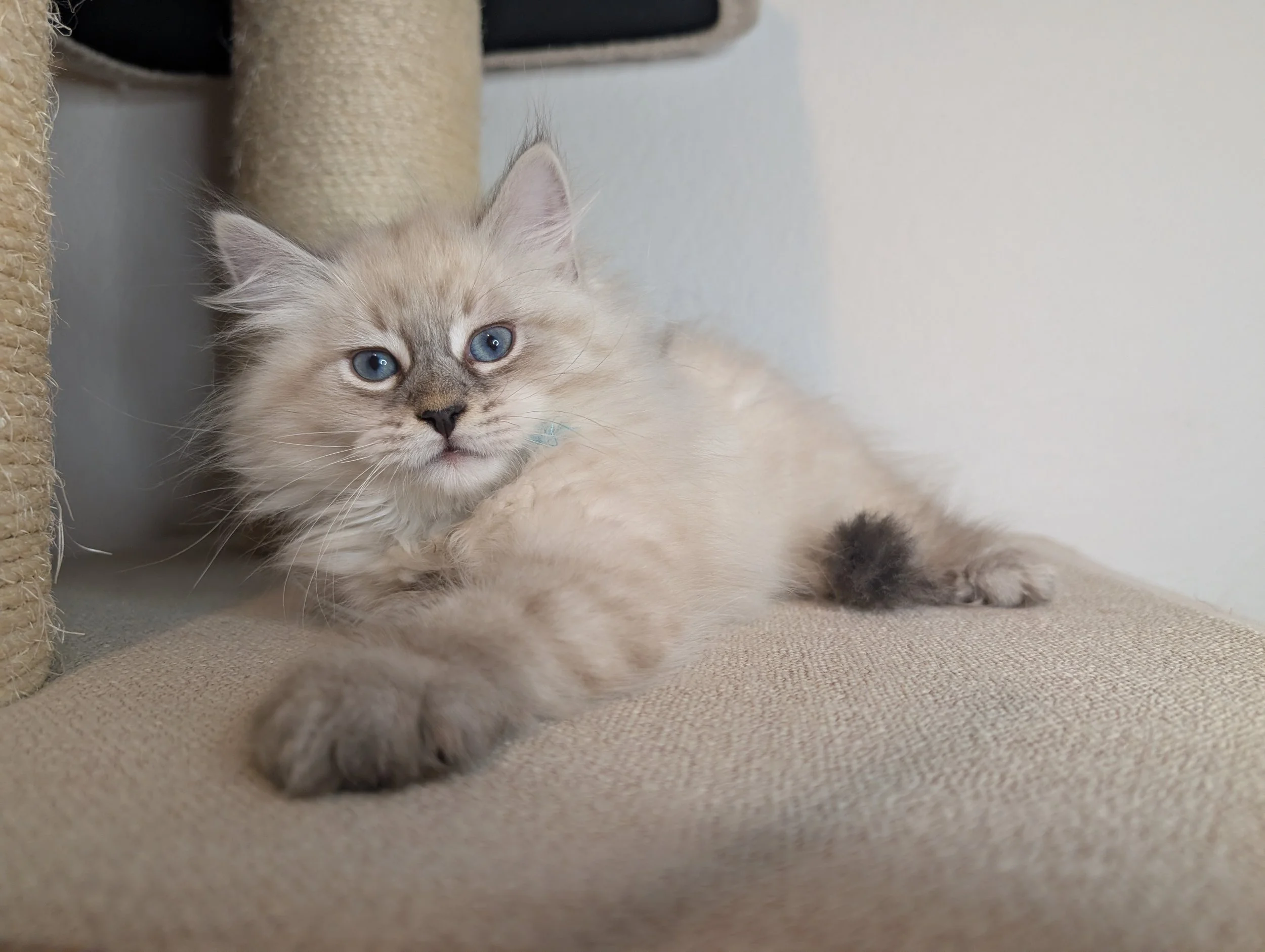 Dill - Blue lynx point boy