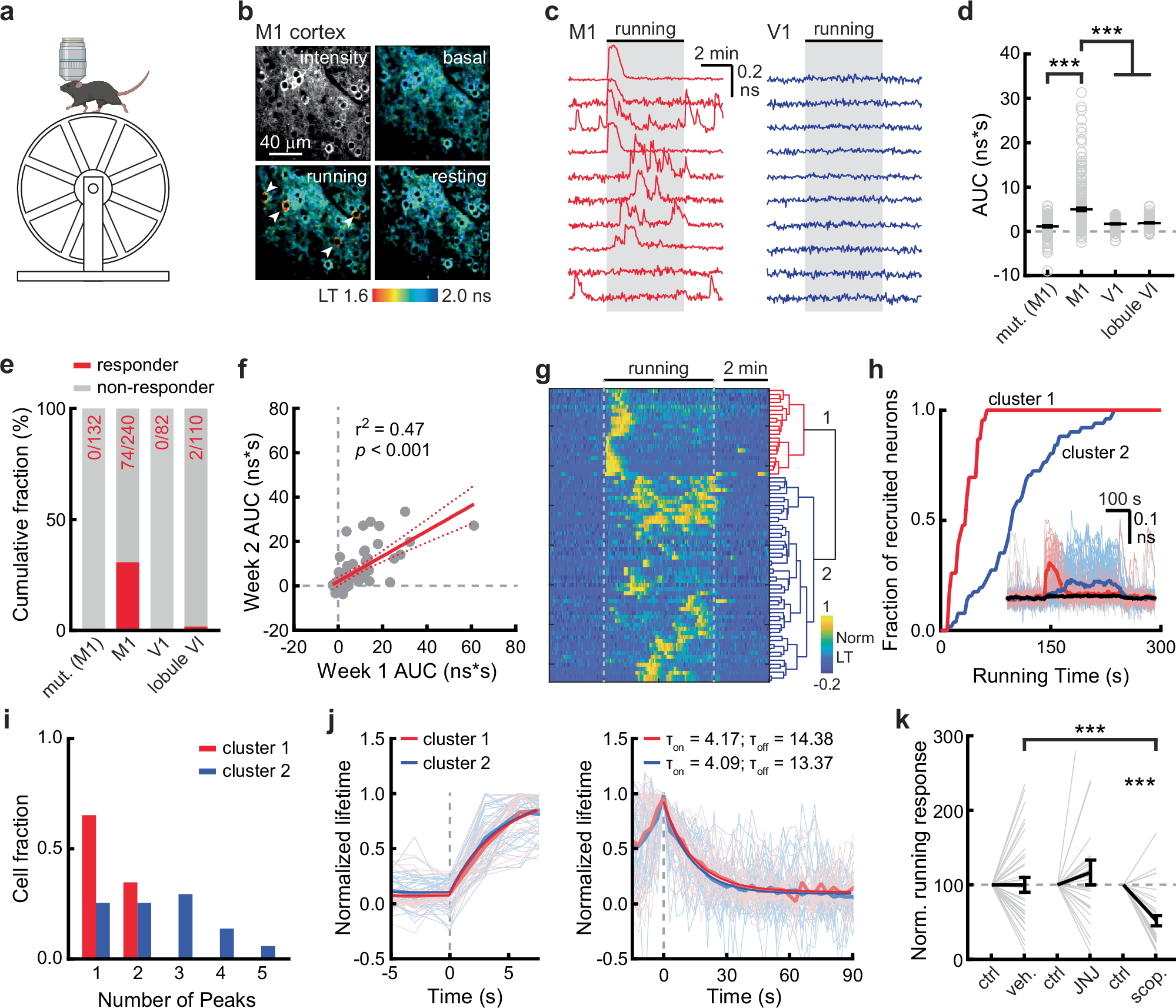 A high-performance genetically encoded sensor for cellular imaging of PKC activity in vivo