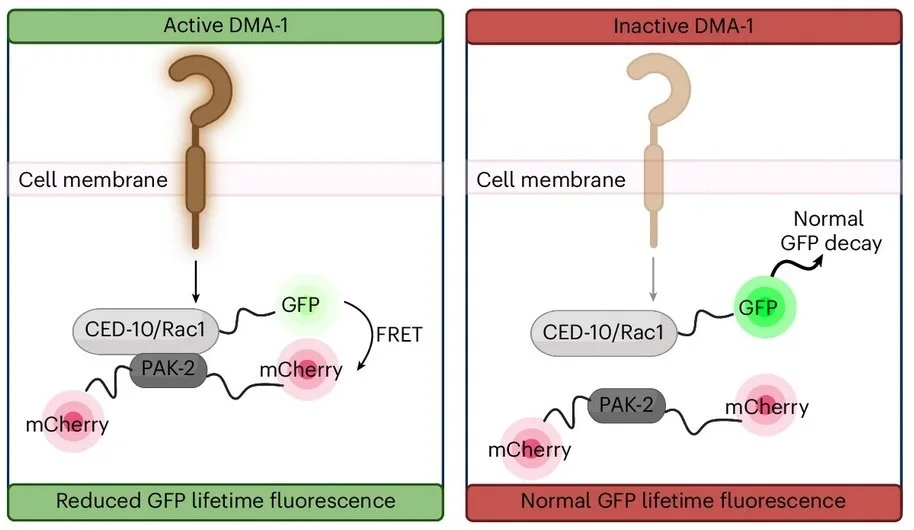 Our collaboration with Kang Shen’s lab is online at Nature Neuroscience!