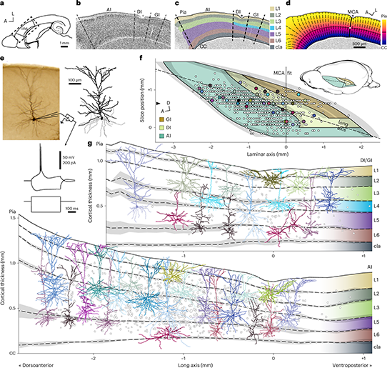 Our manuscript on the organization of the insular cortex is published at Nature Neuroscience!