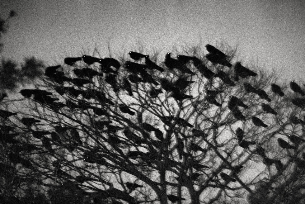 RAVENS BY MASAHISA FUKASE, REVIEW PART I