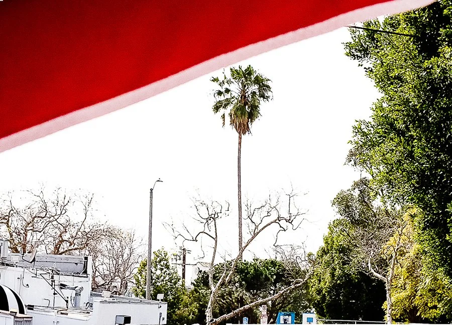 Furious Palms20.jpg