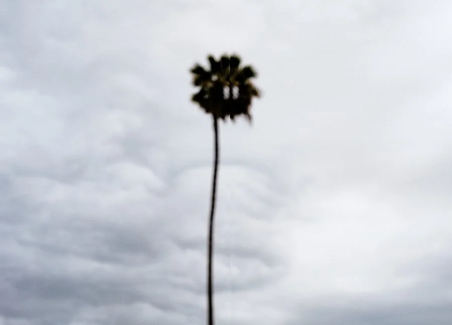 Furious Palms12.jpg