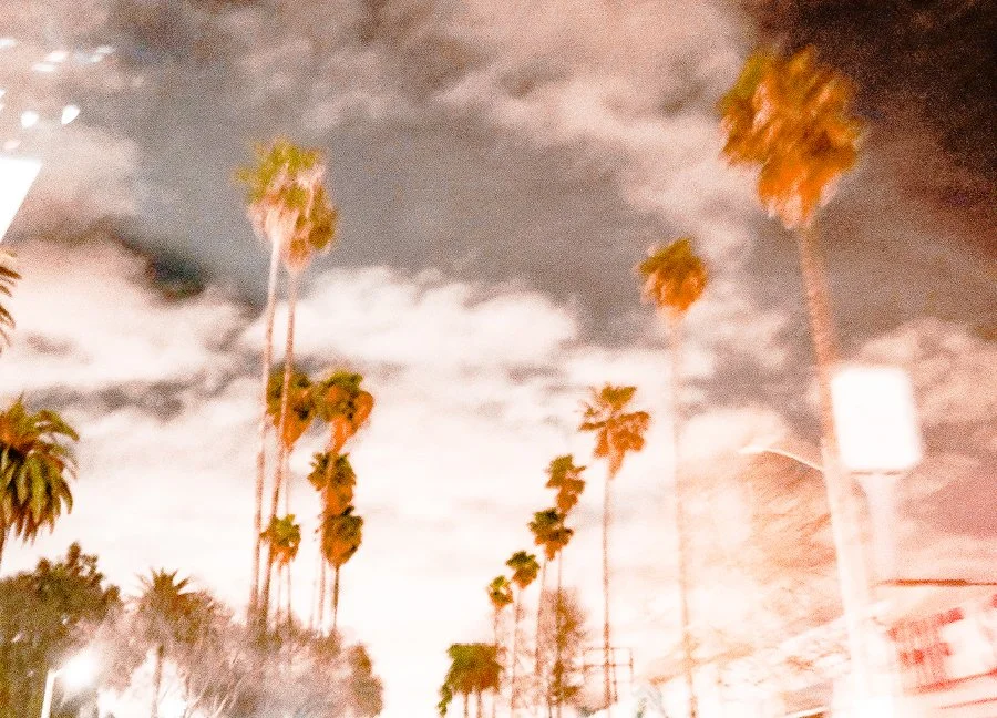 Furious Palms11.jpg