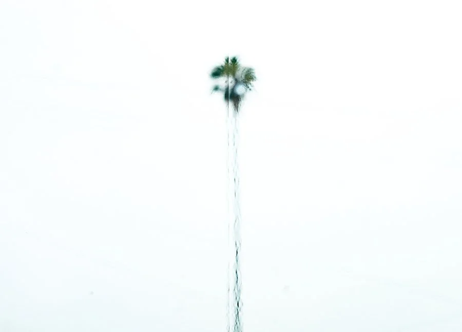 Furious Palms30.jpg