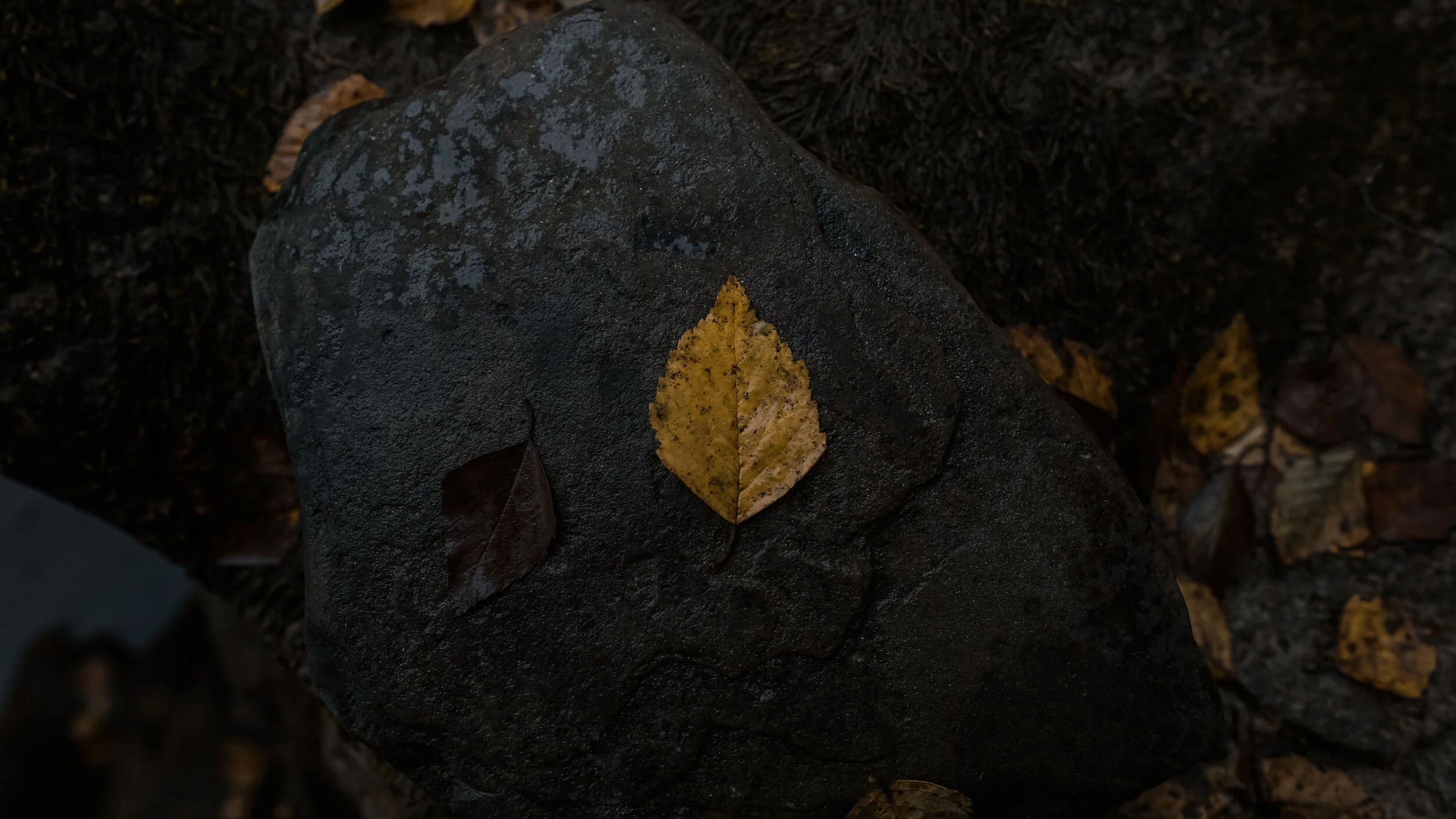 6x9 Print-Yellow Leaf