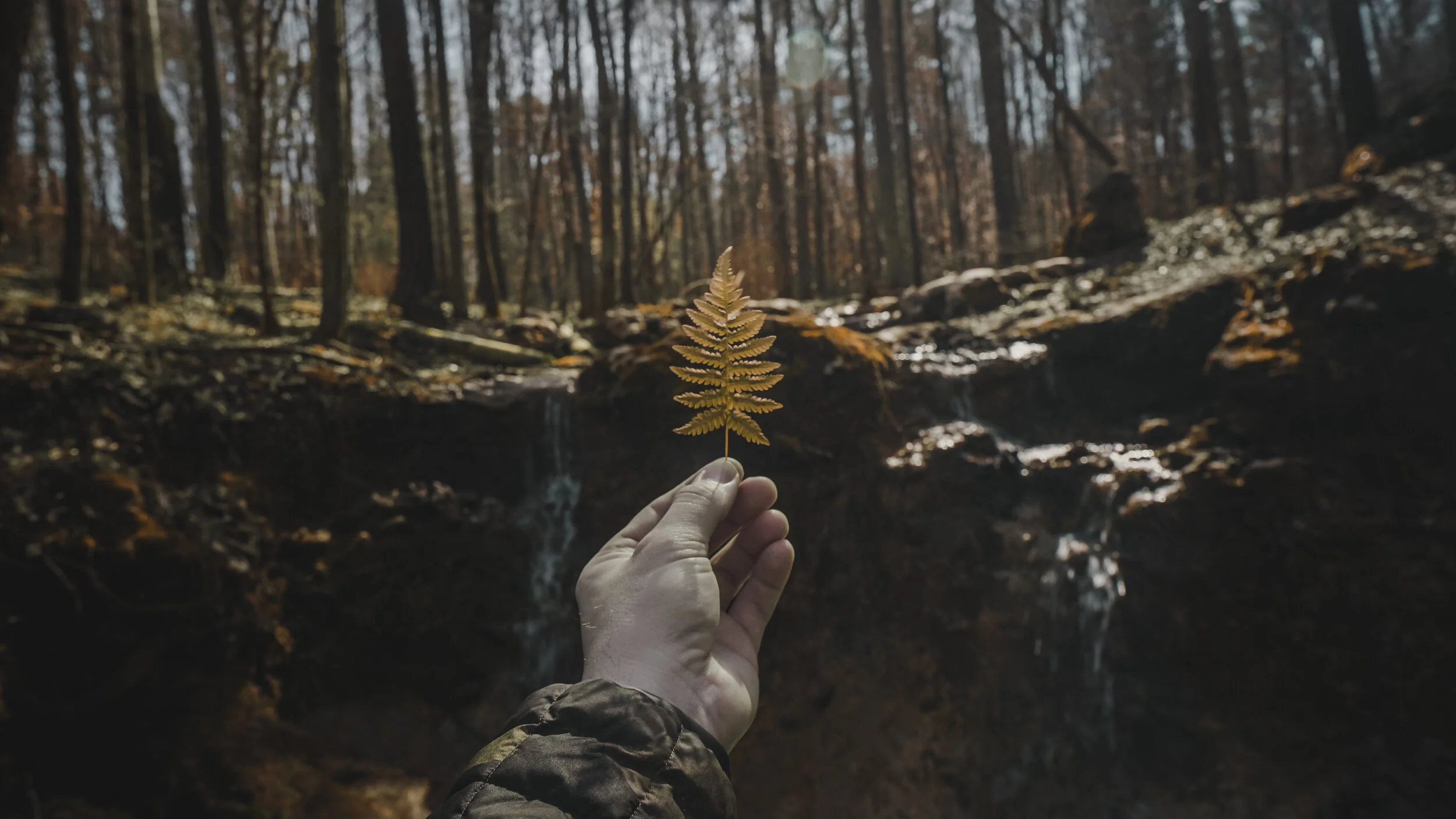6x9 Print-Indian Baths Fern