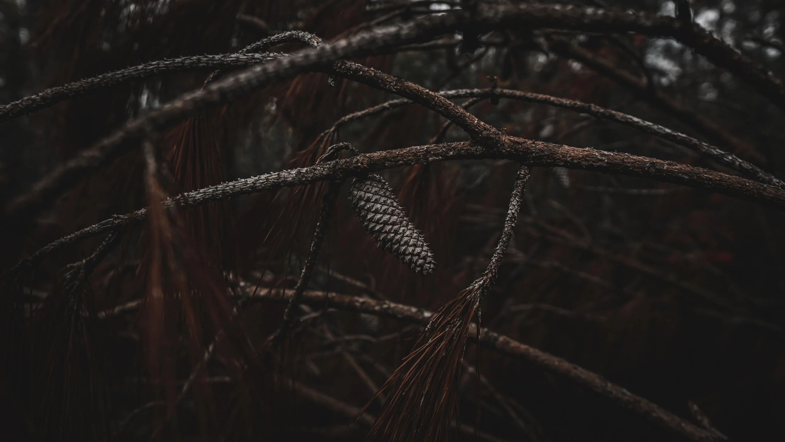 Blakeley Pine Cone-Print (Various Sizes)