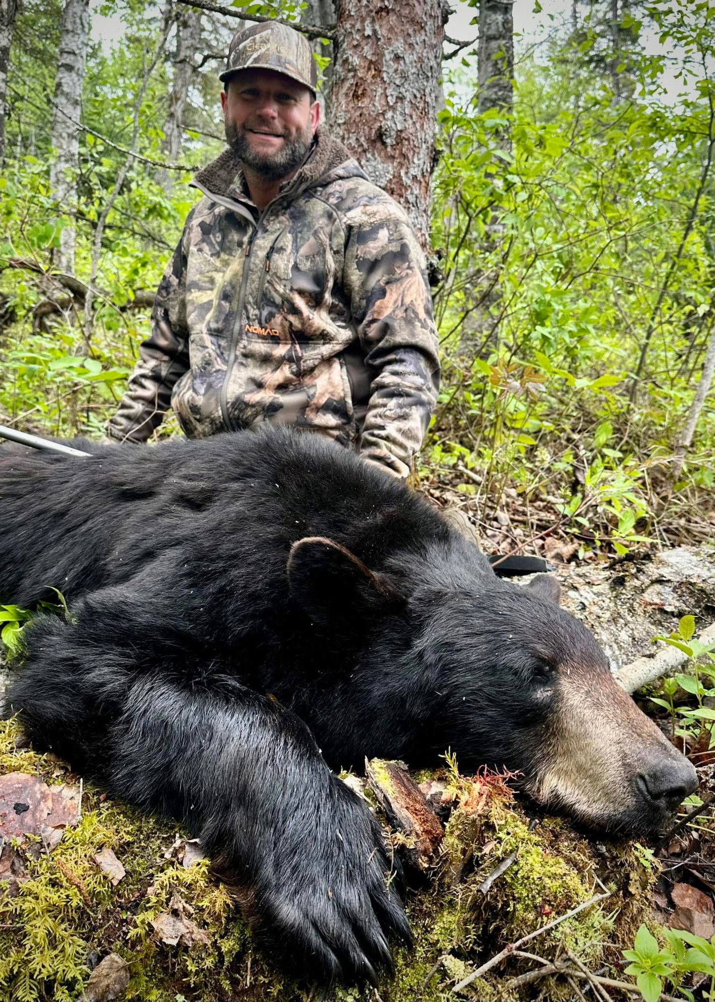 A man in camouflage, wearing a hat, is kneeling in a forest next to a large black bear lying on a patch of moss, surrounded by greenery.