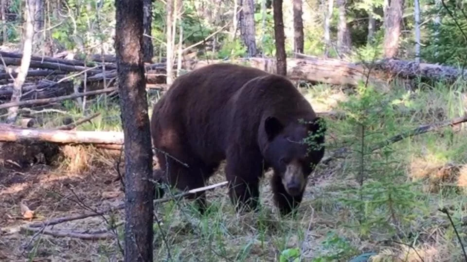 A large black bear walking through a forest with trees, bushes, and fallen logs.