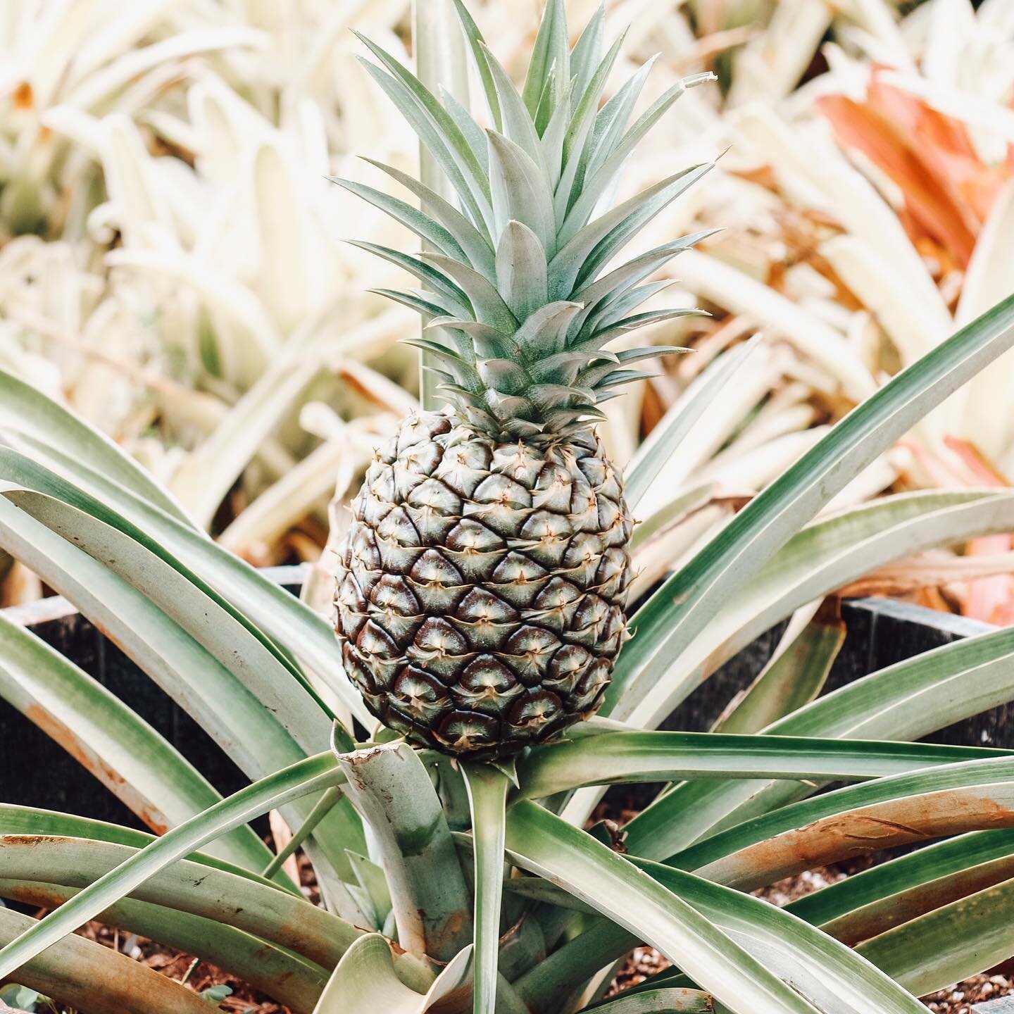 Who didn&rsquo;t know that pineapples grow like this?