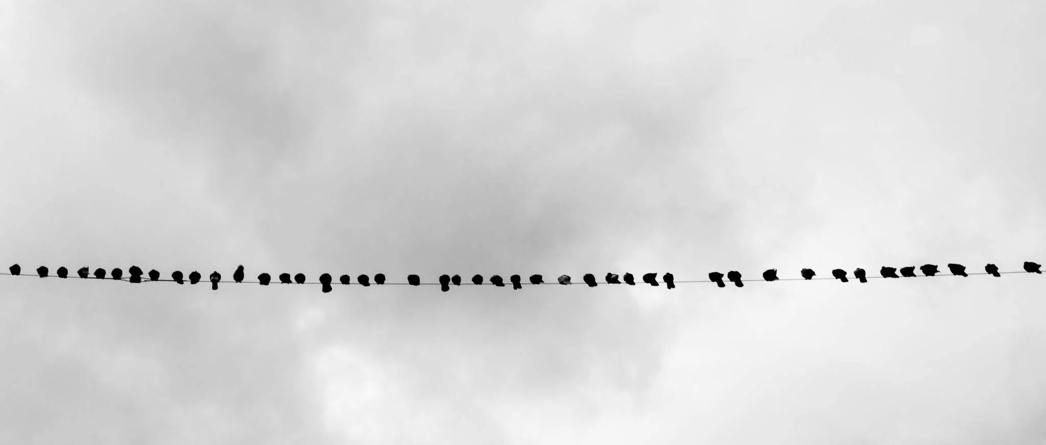 Birds on a wire. Linear rhythm as biological notation; a series of silhouettes carved against the sky.
