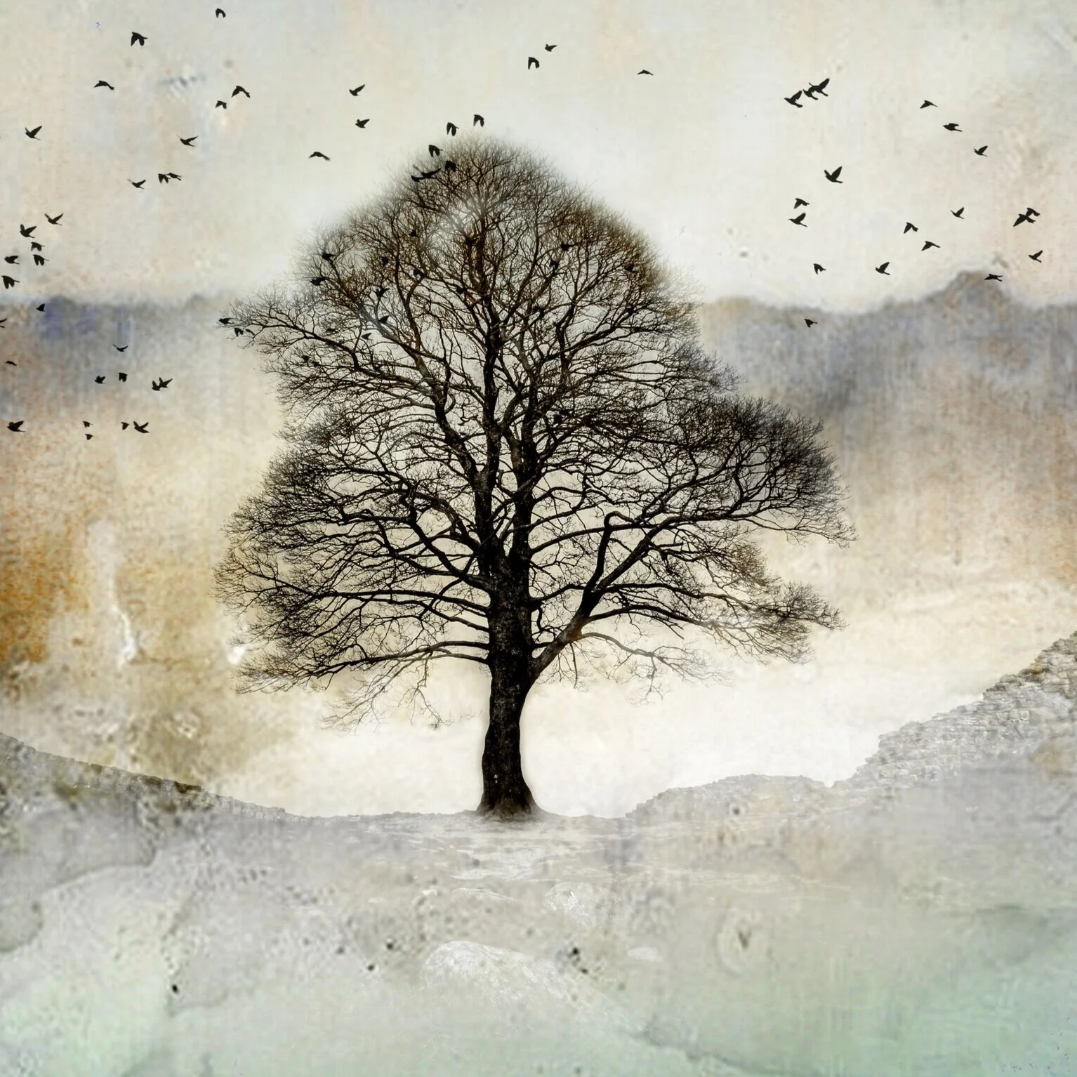 Sycamore Gap Taking Flight