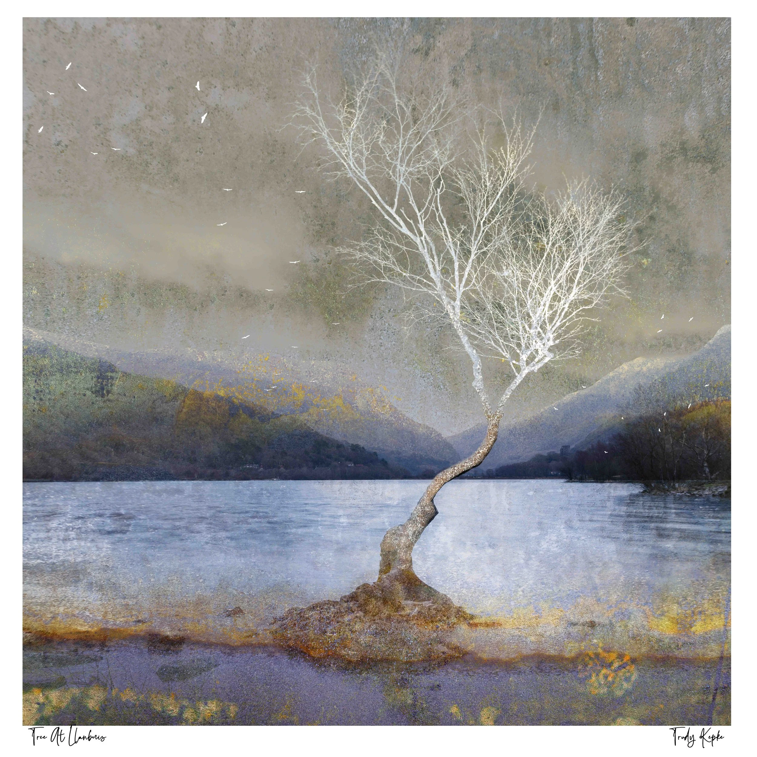 tree at llanberis ss.jpg