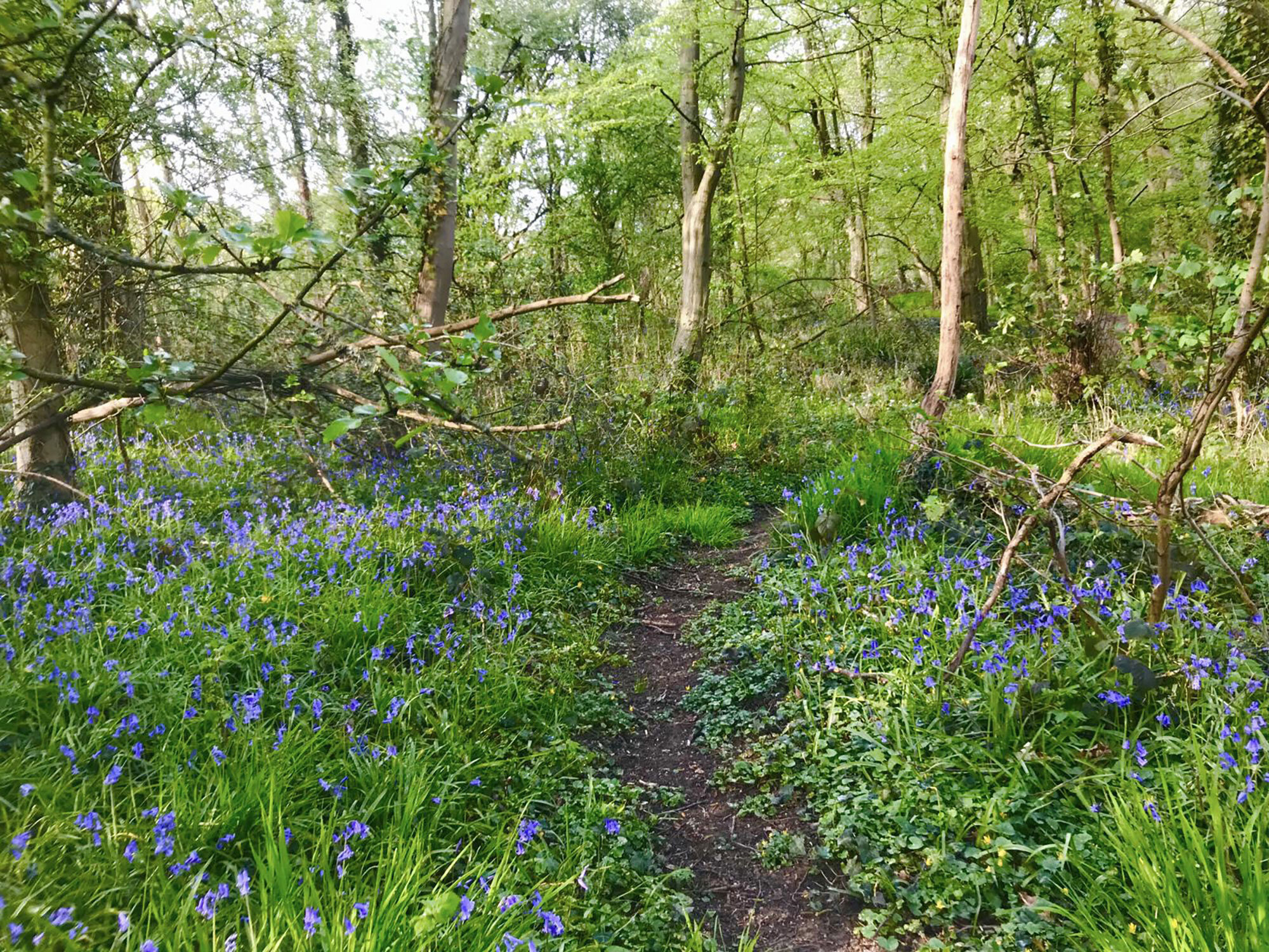 Bluebells-in-the-woods-at-Bodfach---12th-April-2020-rgb.jpg