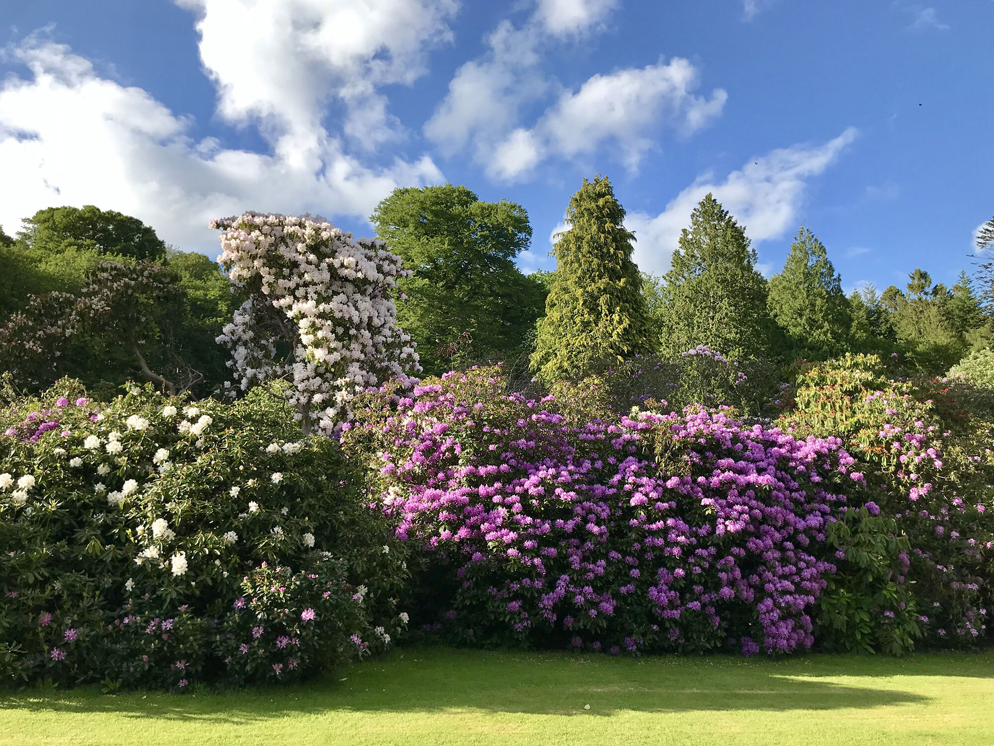 Rhododendrons-on-front-lawn-at-Bodfach-2019-rgb.jpg