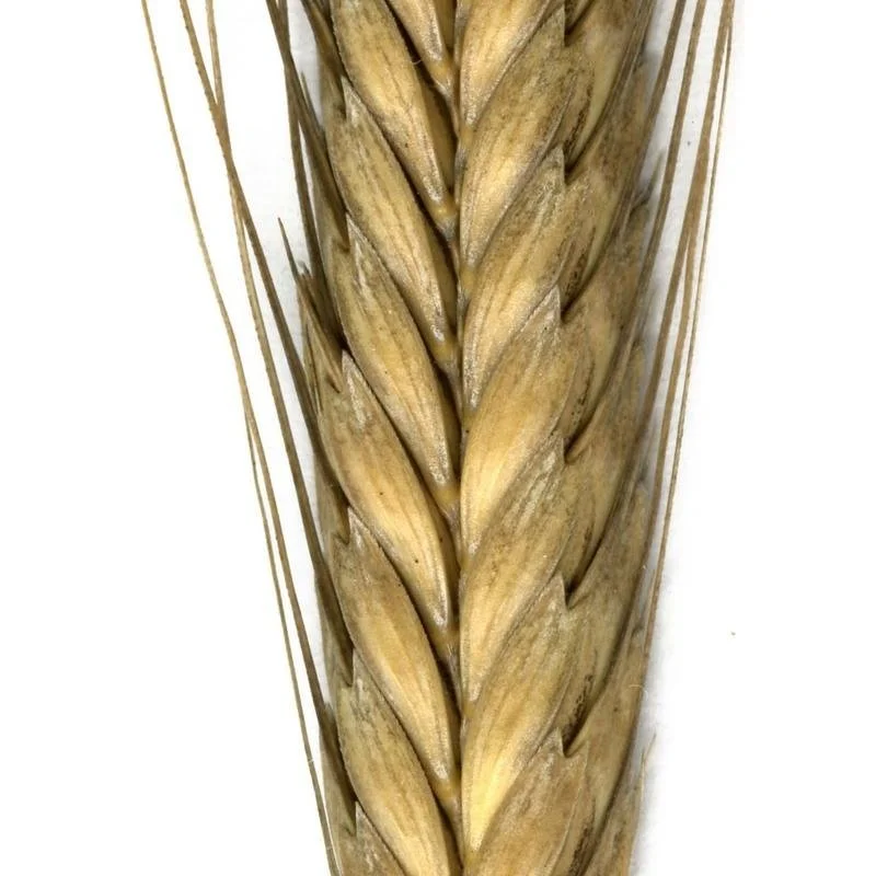 Alakor búza.jpg