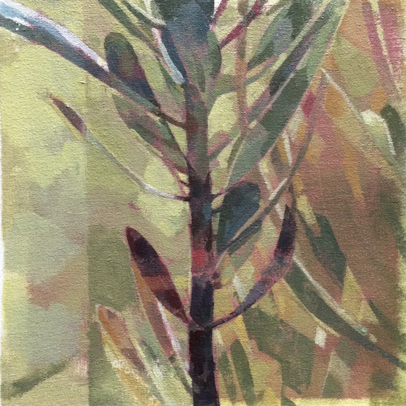protea fragments  20cm x 20cm  2015