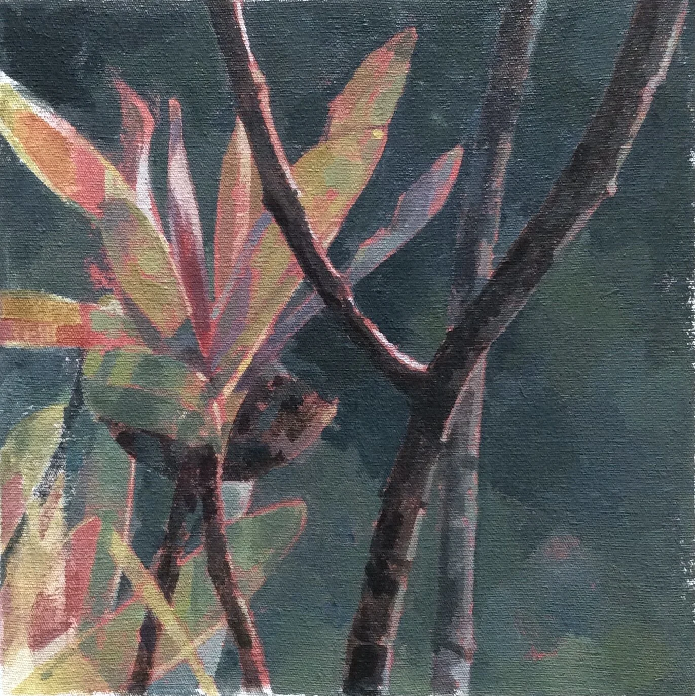 protea fragments  20cm x 20cm  2015