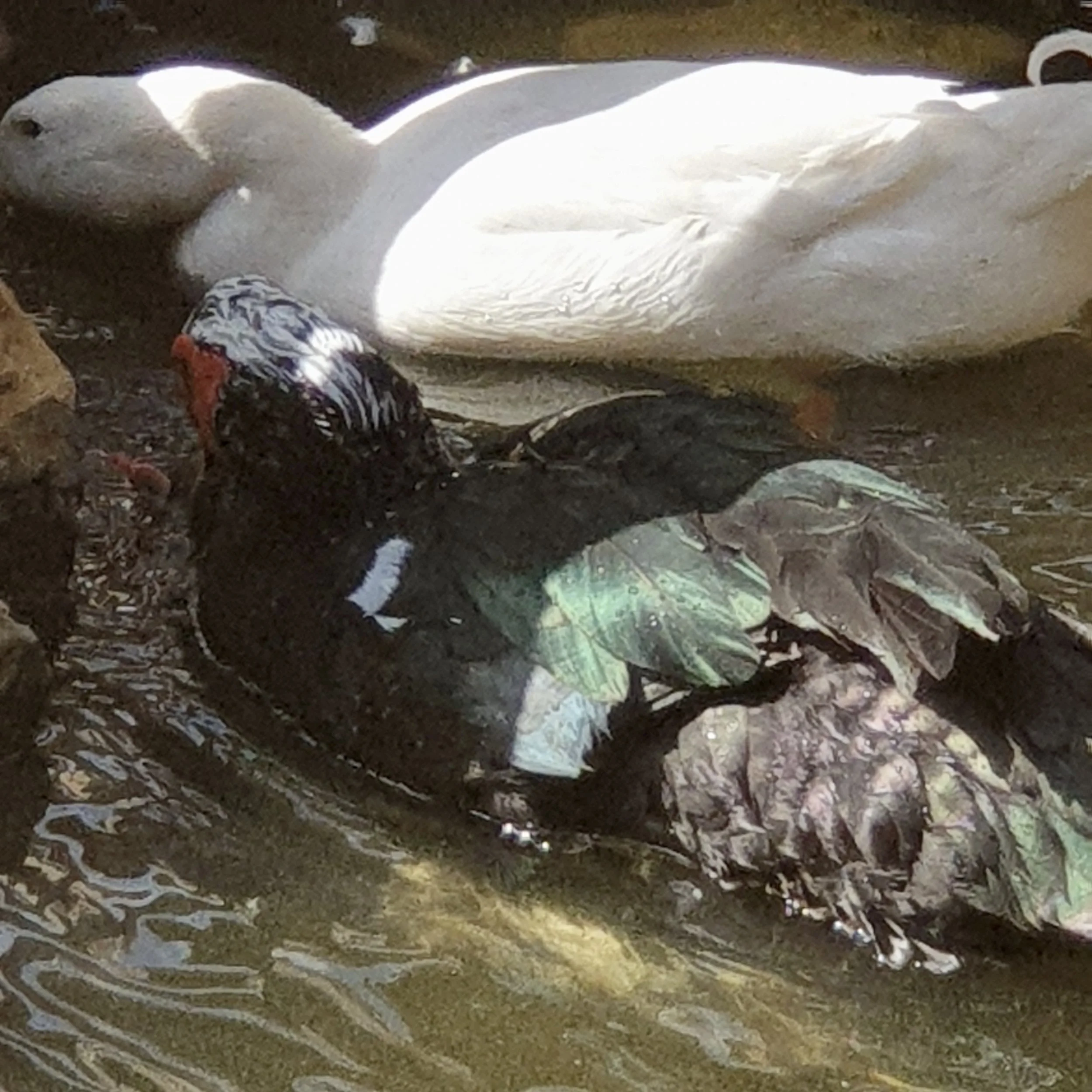 Ducks color inspiration 